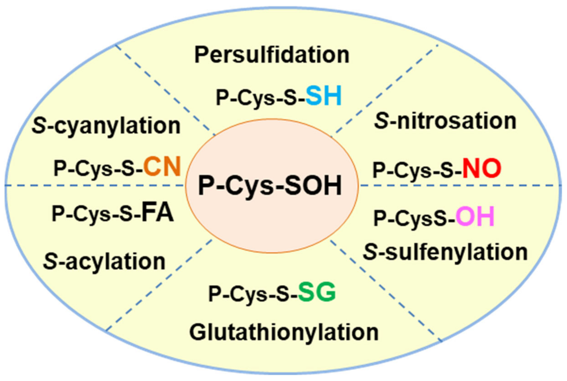 Antioxidants 10 01686 g003 Antioxidants 10 01686 g003