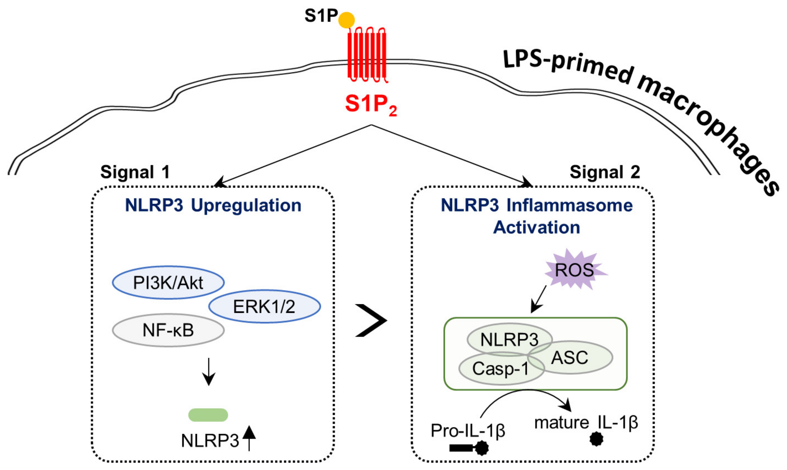 Antioxidants 10 01706 g009 550