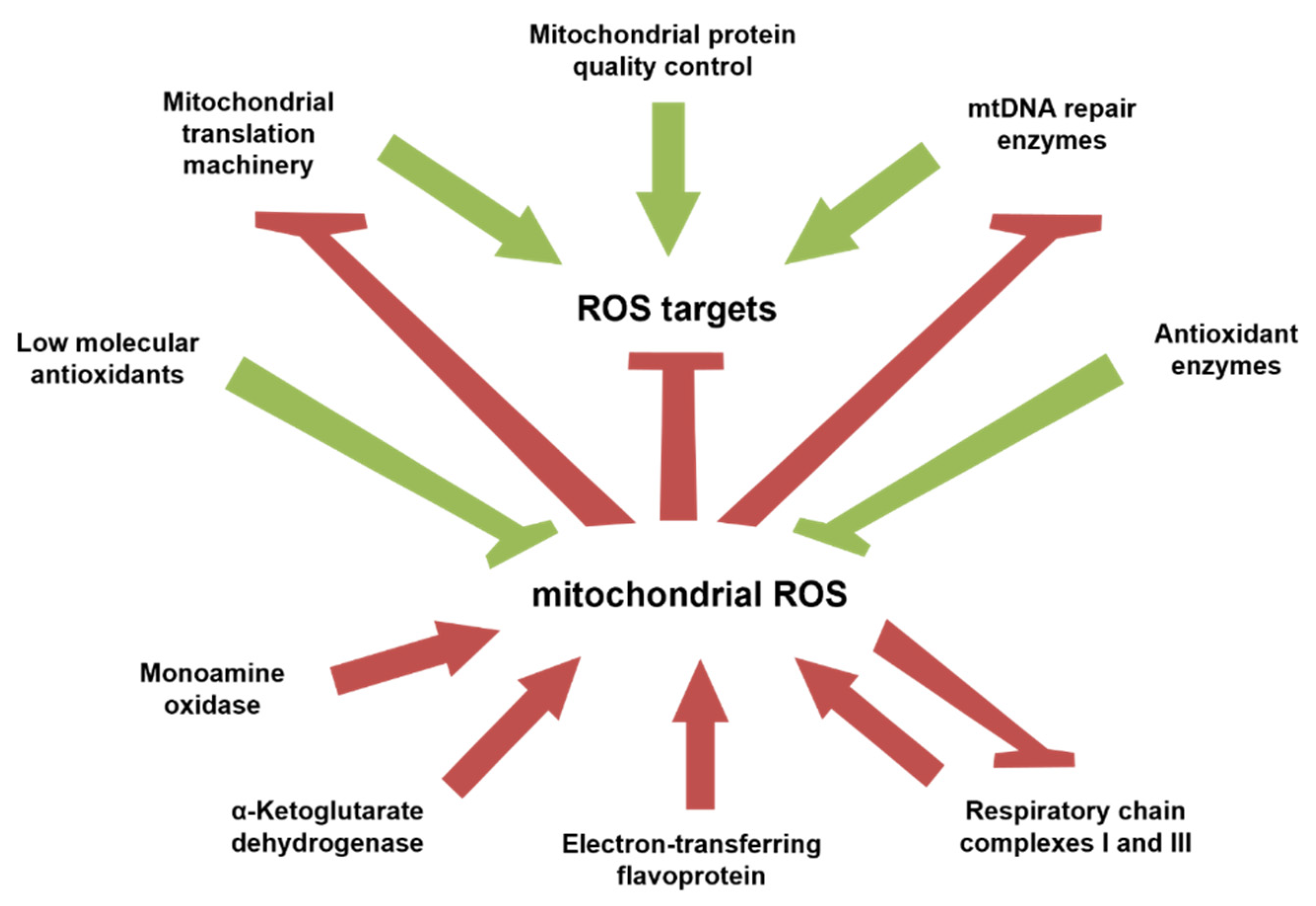 Antioxidants 10 01715 g004 Antioxidants 10 01715 g004