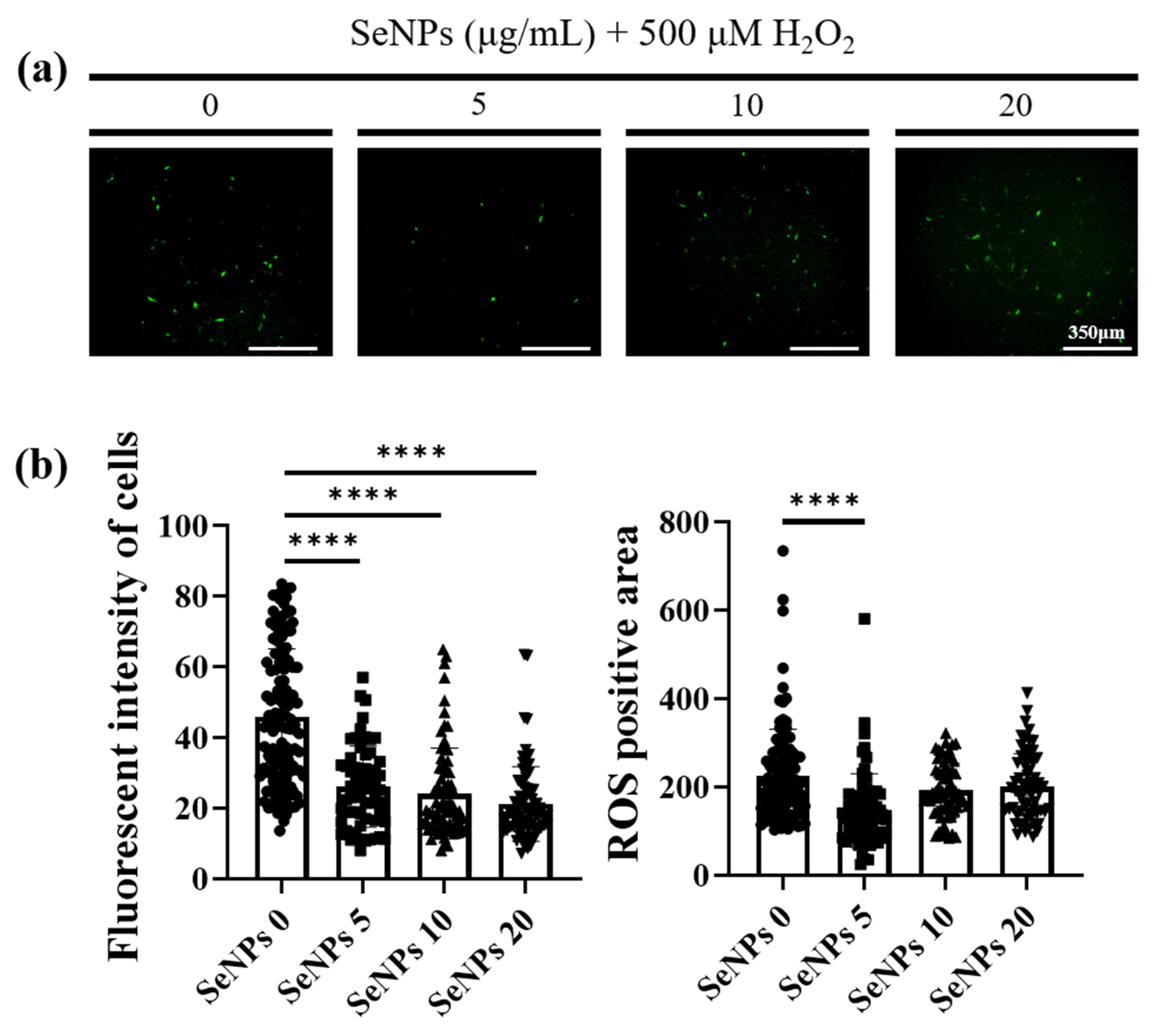 Antioxidants 10 01727 g004 Antioxidants 10 01727 g004