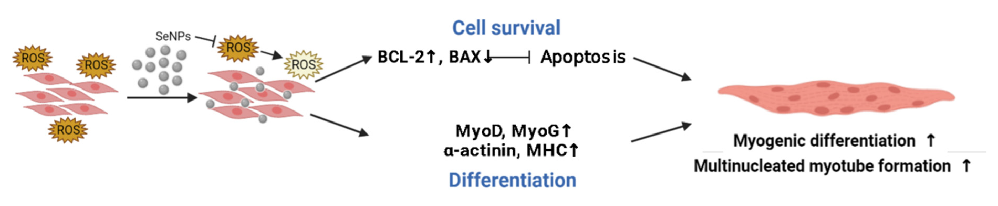 Antioxidants 10 01727 g008 Antioxidants 10 01727 g008