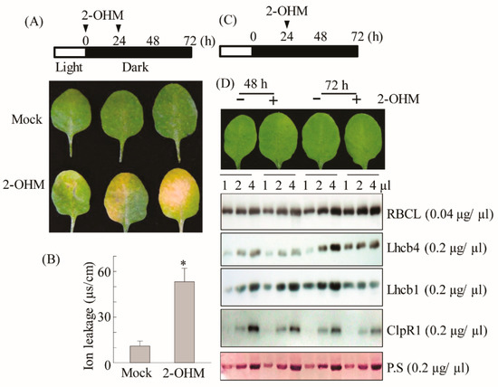 LR　オーダー MAX ORIDO YOKOHAMA 86 STYLE フロント オーバーフェンダー 左右
