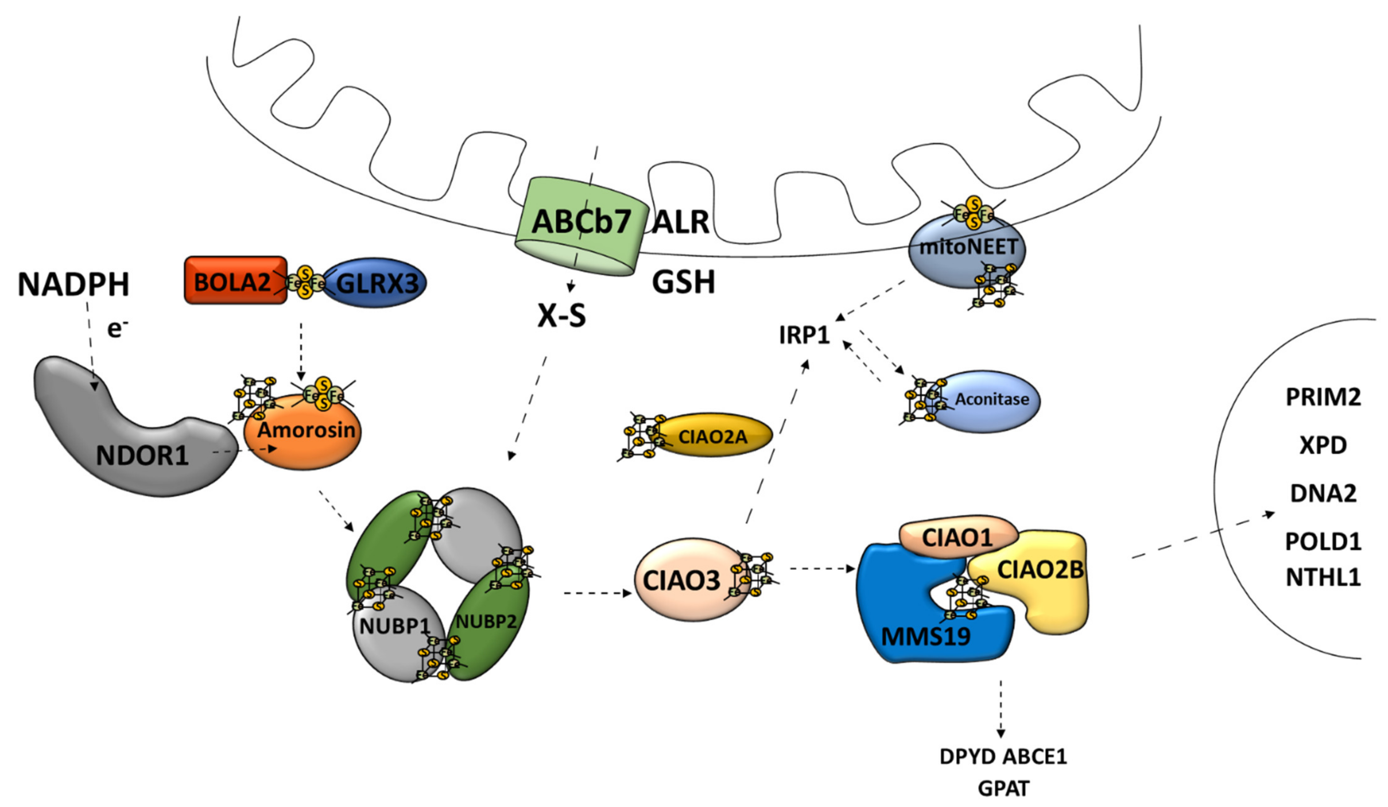 Antioxidants 10 01738 g005
