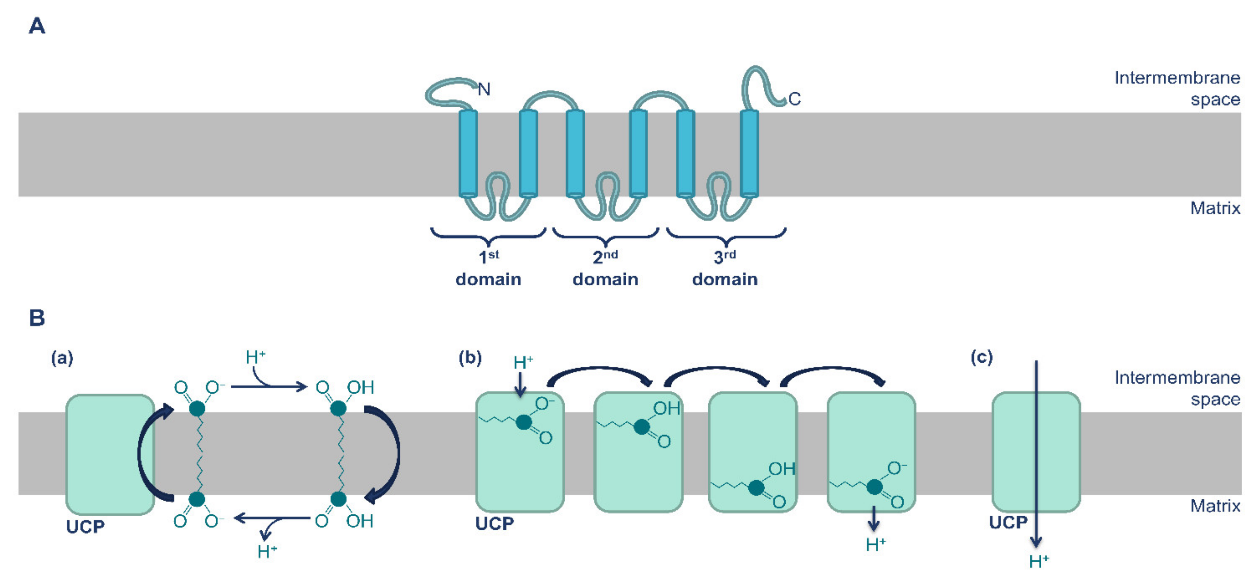 Antioxidants | Free Full-Text | Mitochondrial Uncoupling Proteins 