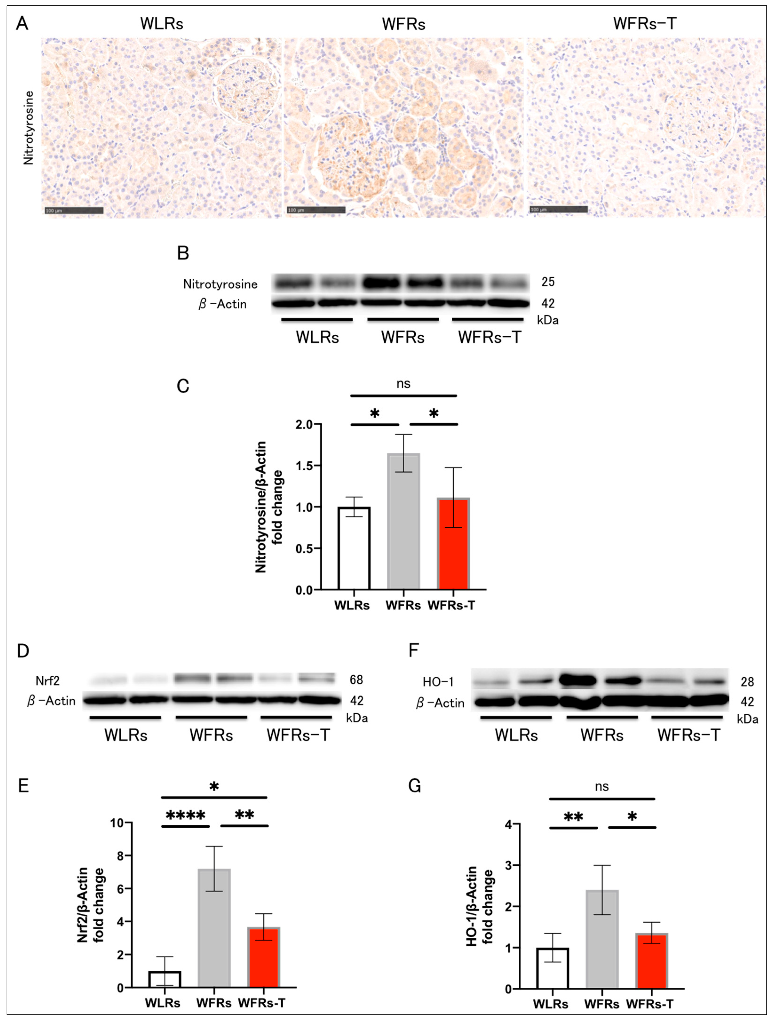 Antioxidants 10 01754 g004 550