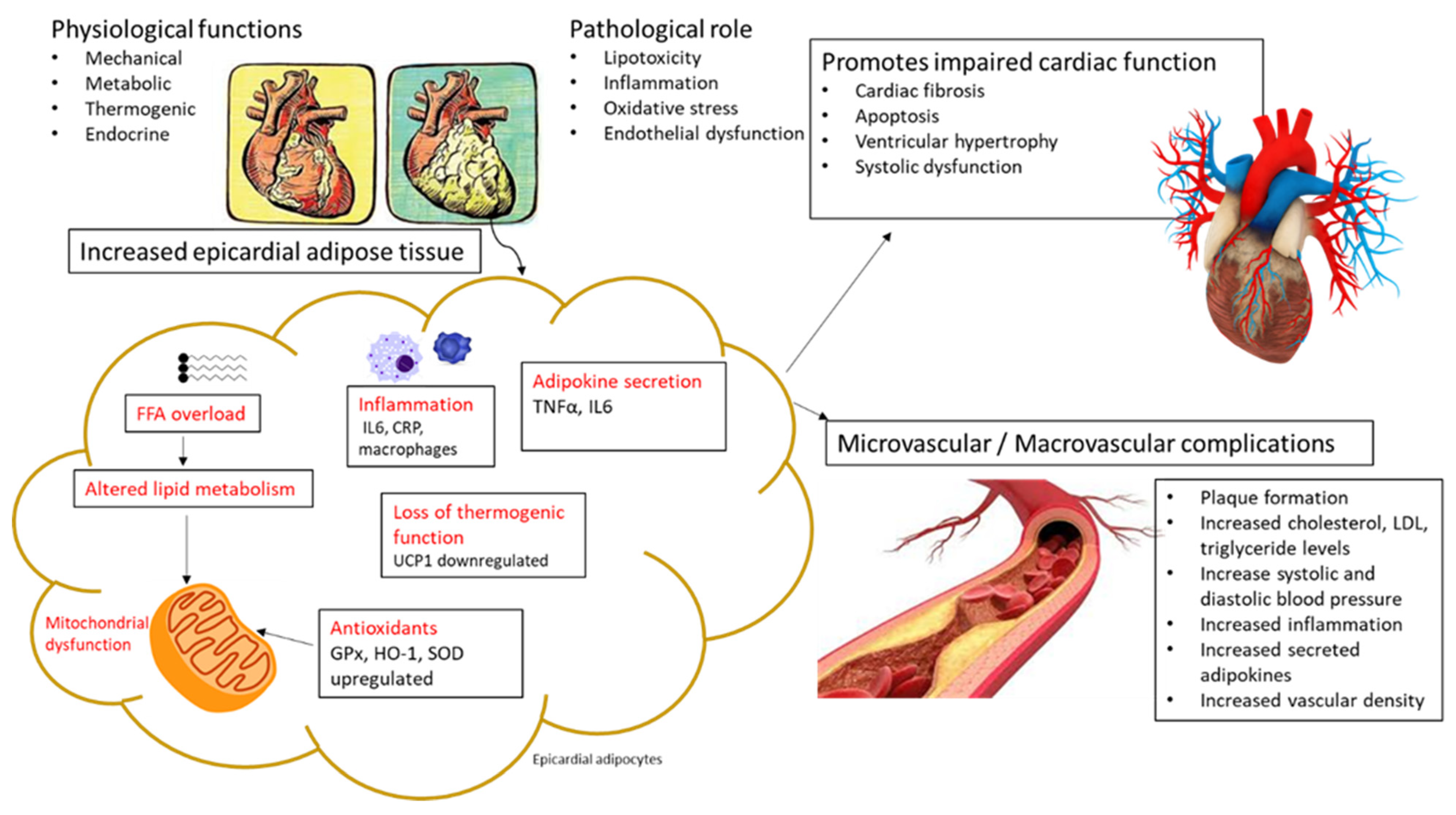 Thermogenic effects on the heart