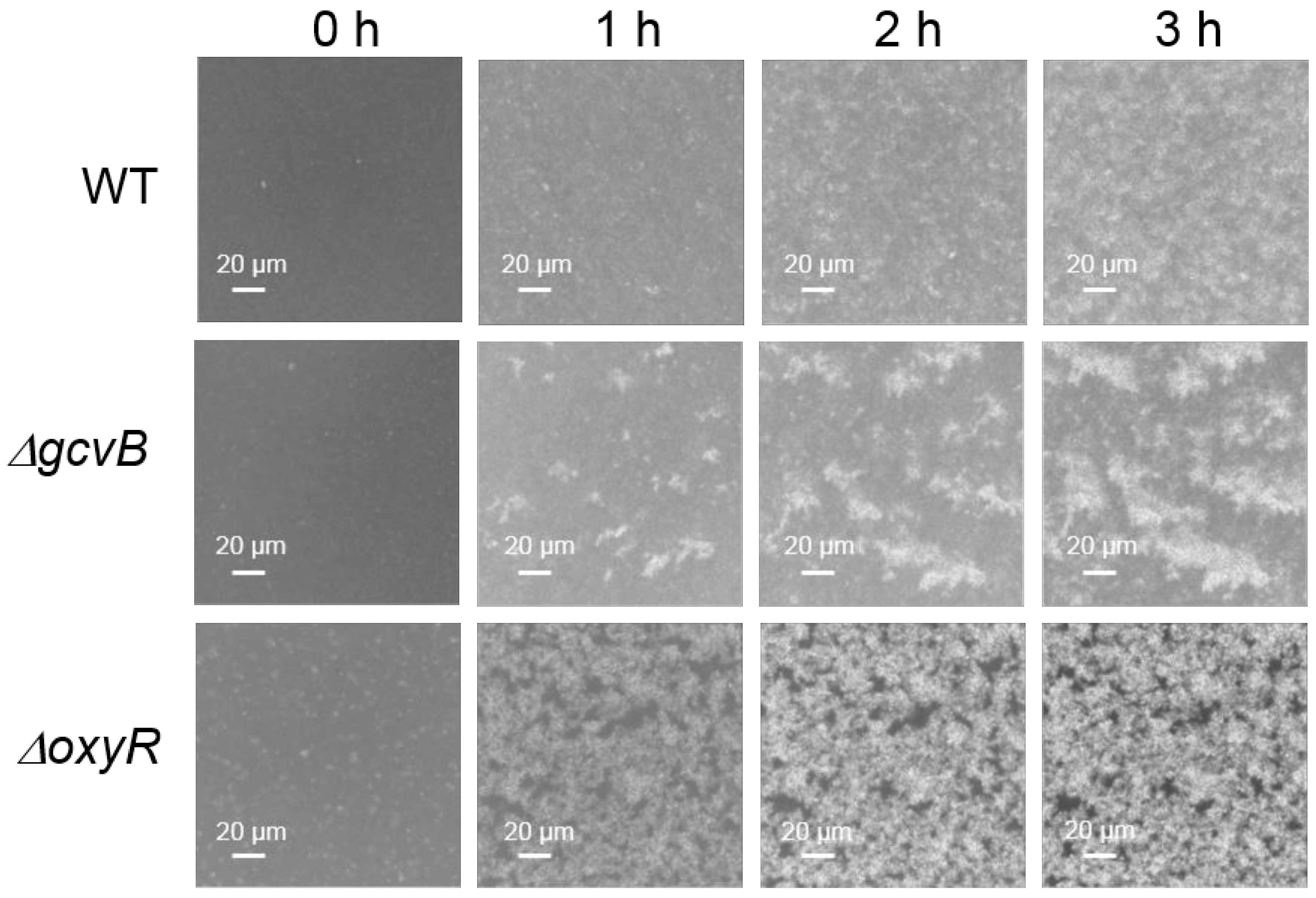 Antioxidants 10 01774 g002 550