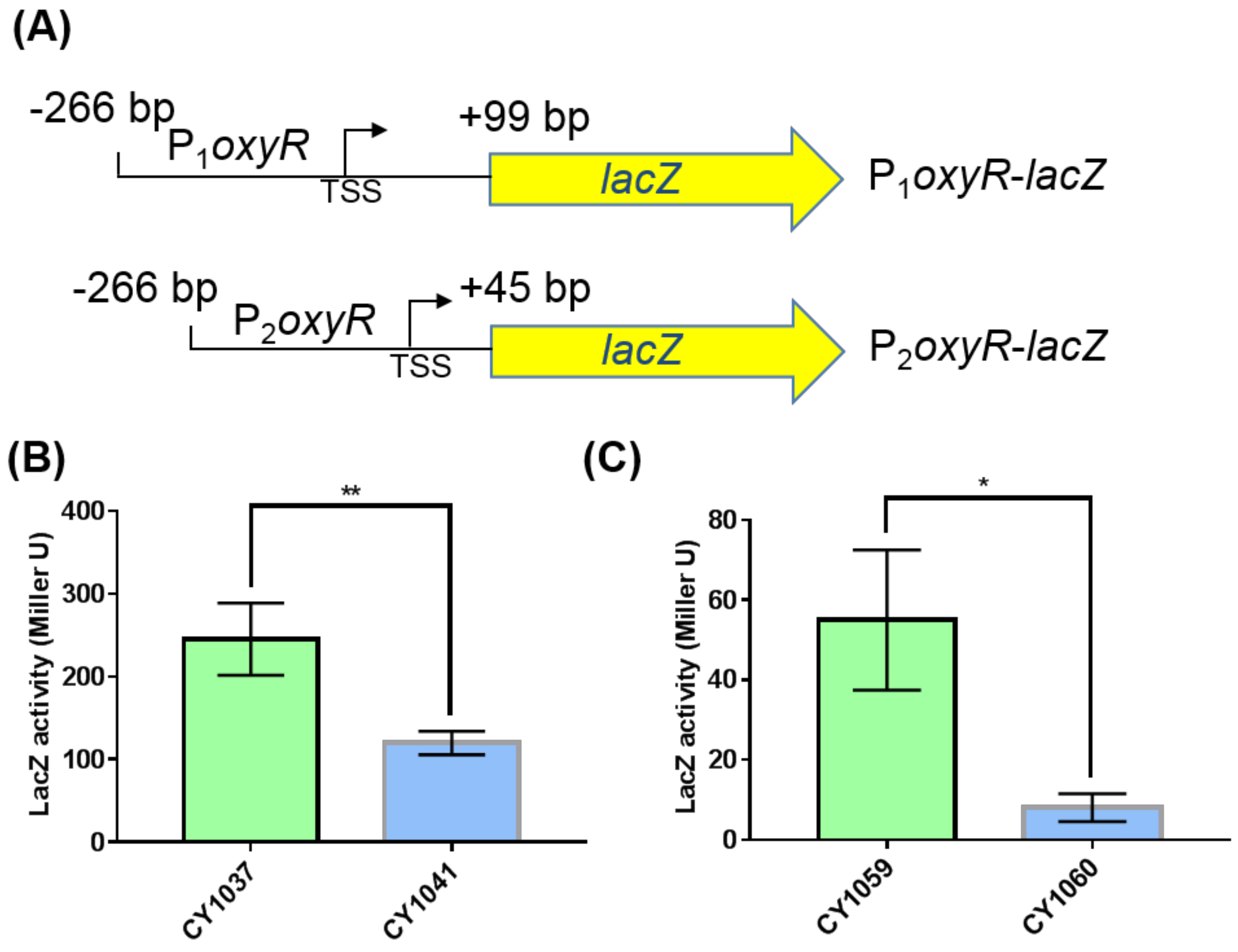 Antioxidants 10 01774 g004 550