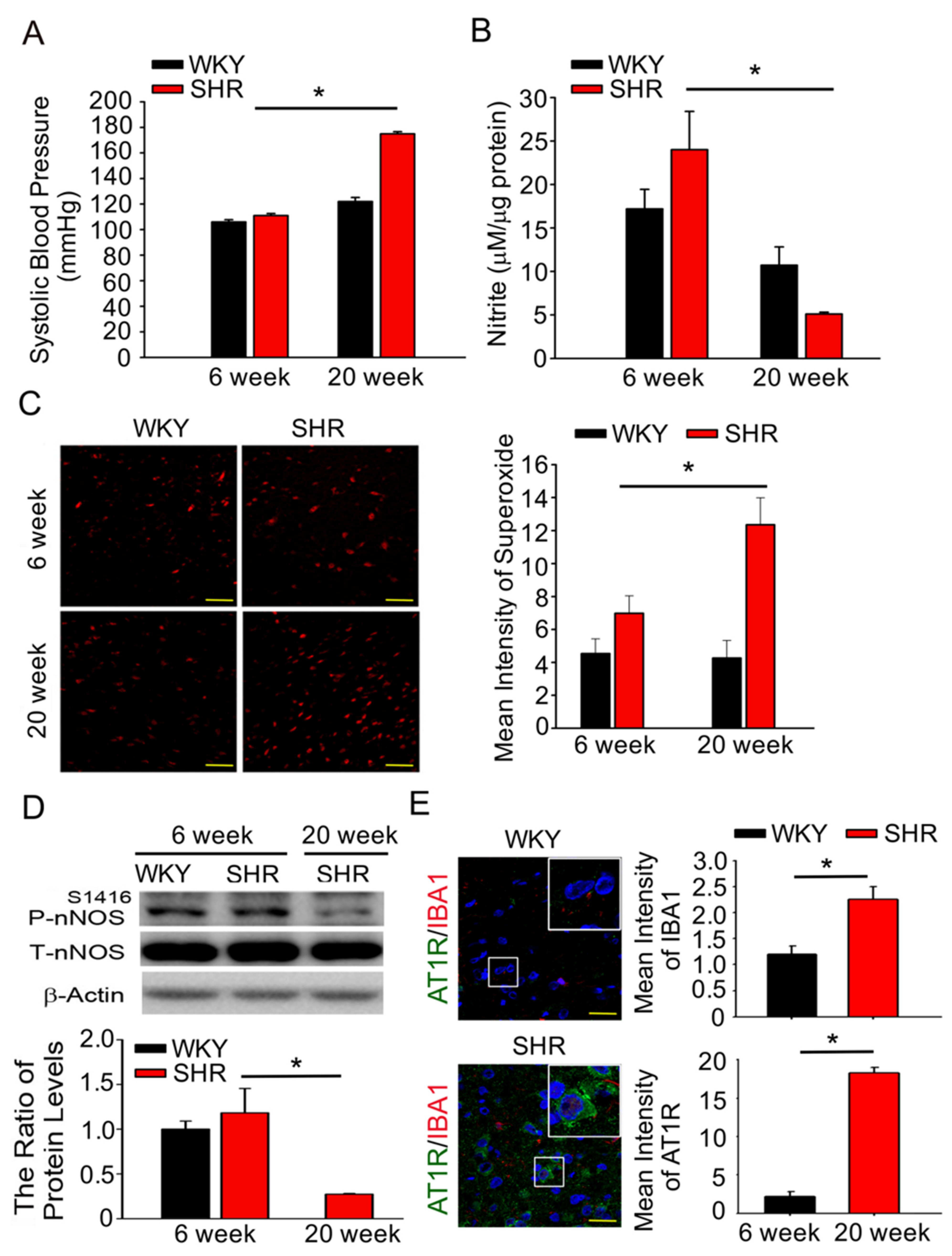 Antioxidants 10 01784 g001 Antioxidants 10 01784 g001