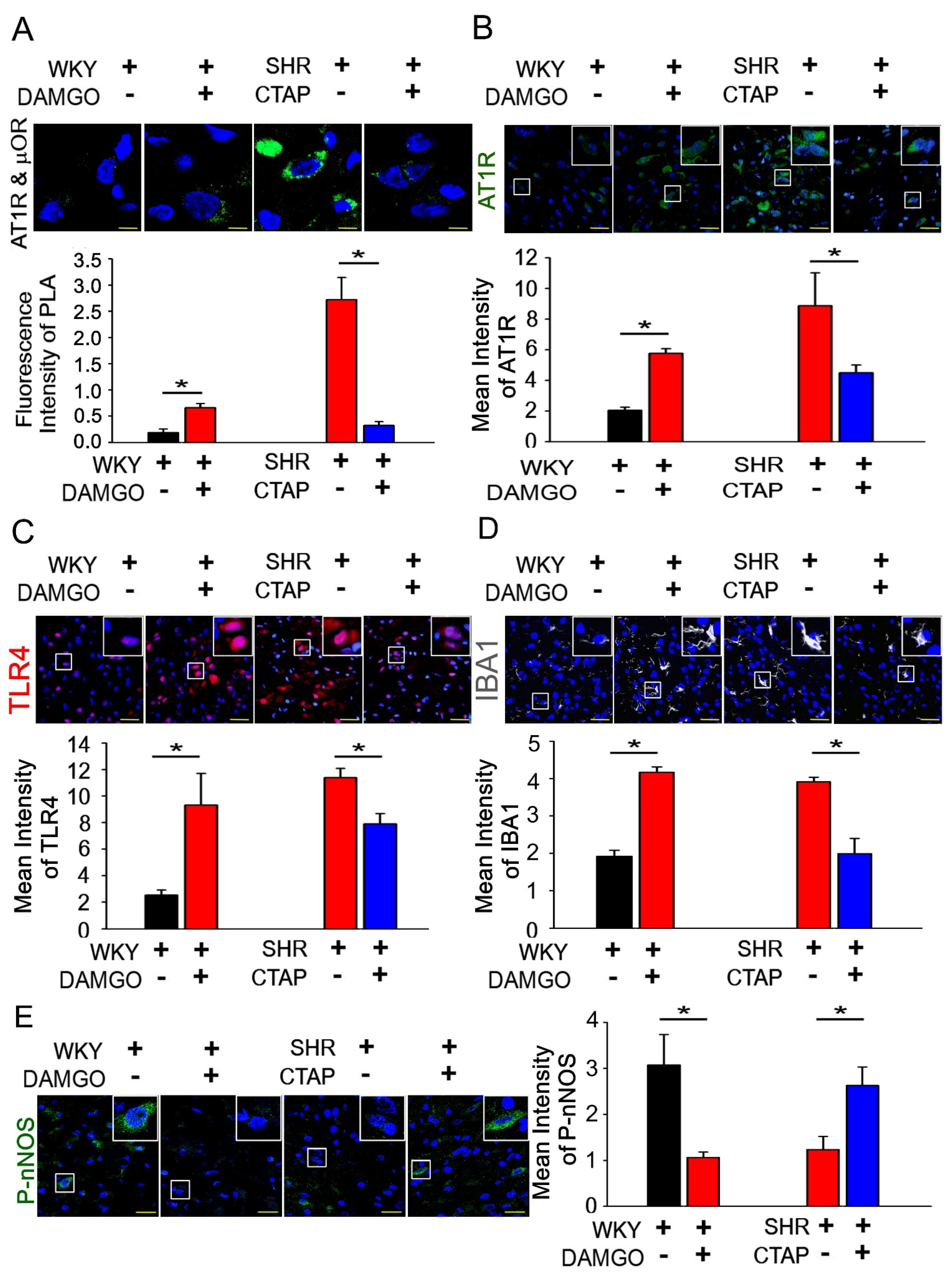 Antioxidants 10 01784 g004 Antioxidants 10 01784 g004