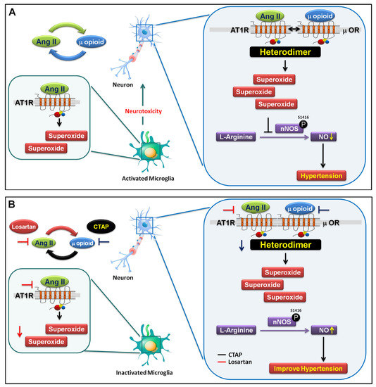 Antioxidants Free FullText μOpioid ReceptorMediated AT1RTLR4