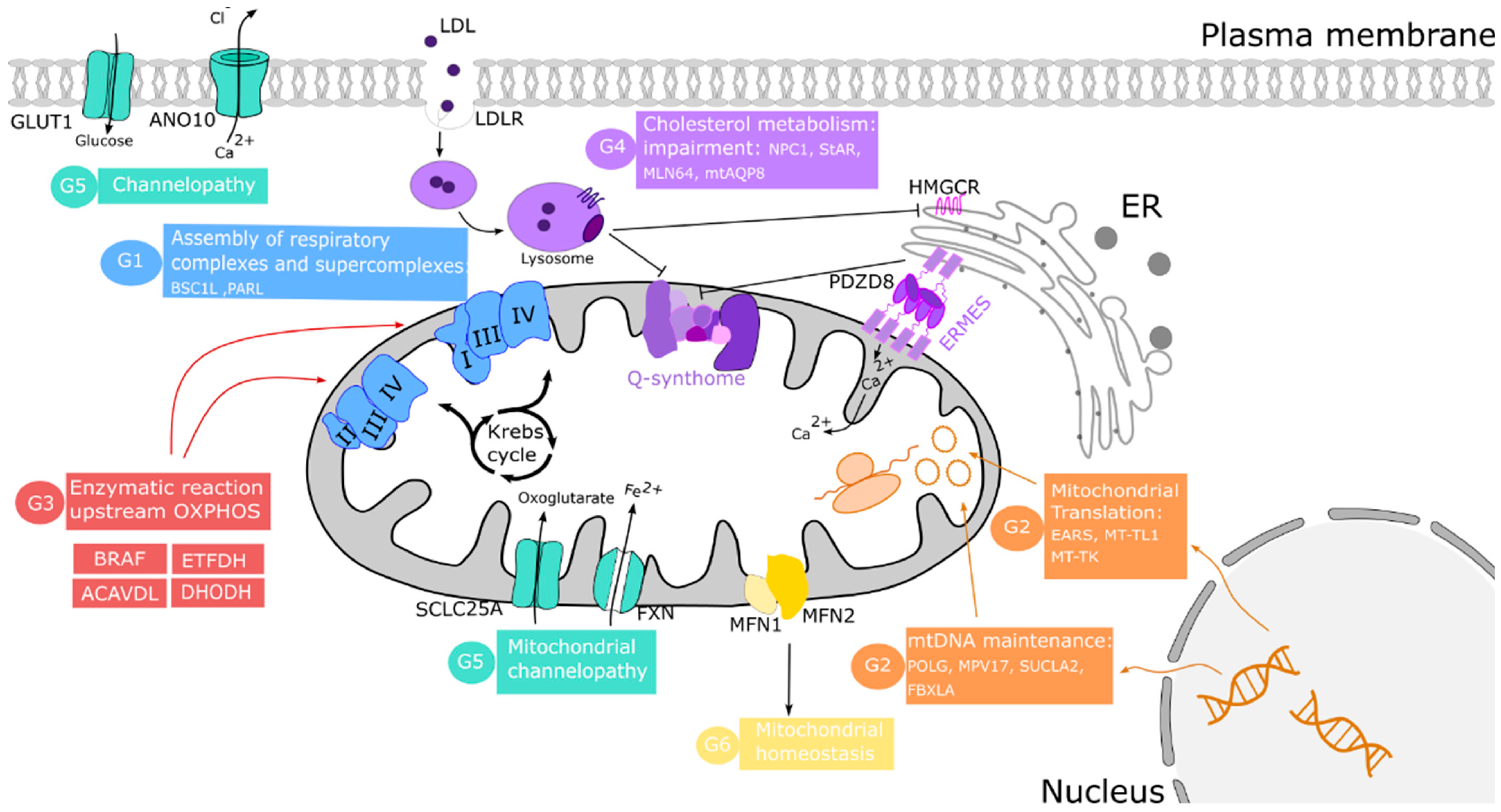 Antioxidants 10 01785 g002 Antioxidants 10 01785 g002