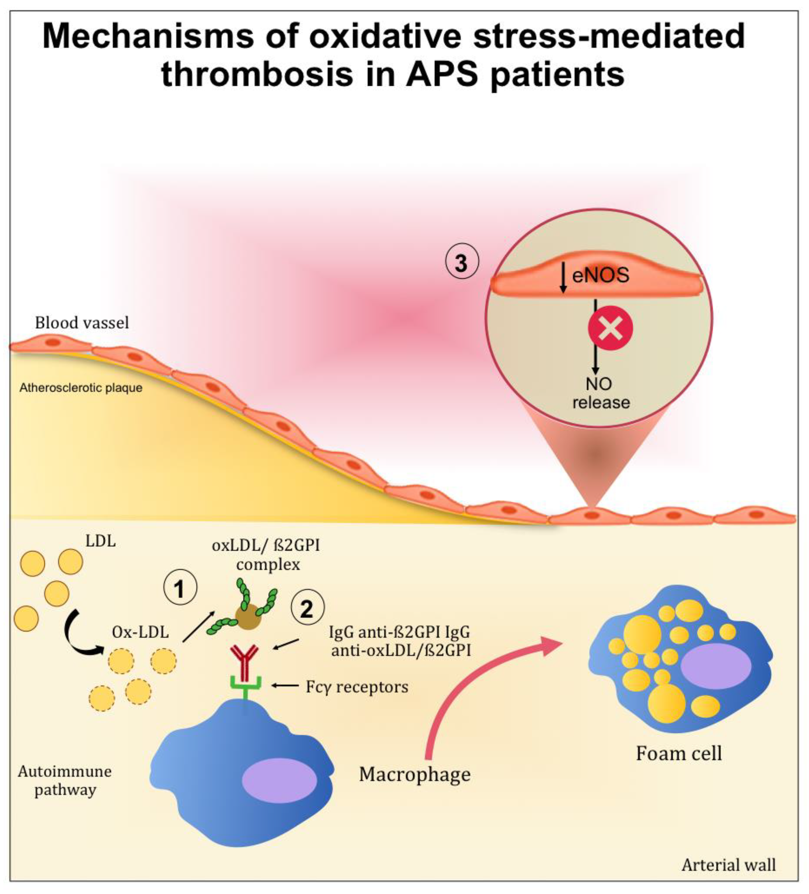 Antioxidants 10 01790 g002