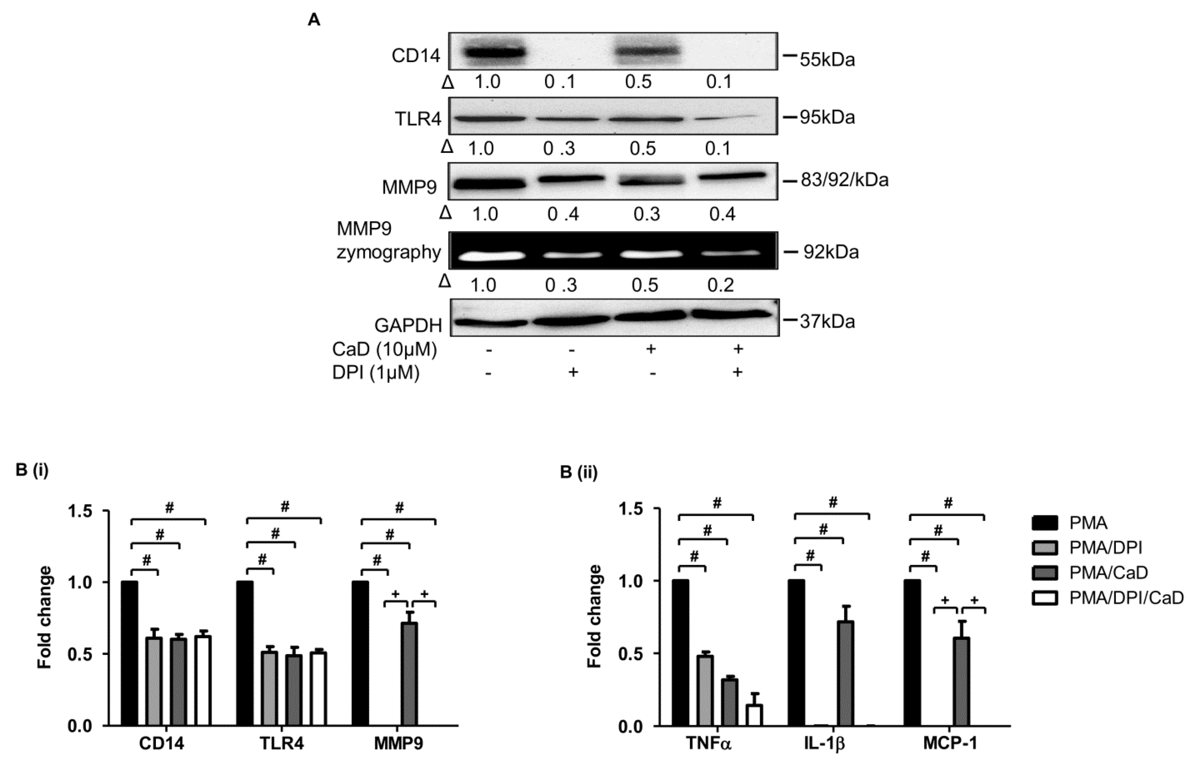 Antioxidants 10 01798 g010 Antioxidants 10 01798 g010