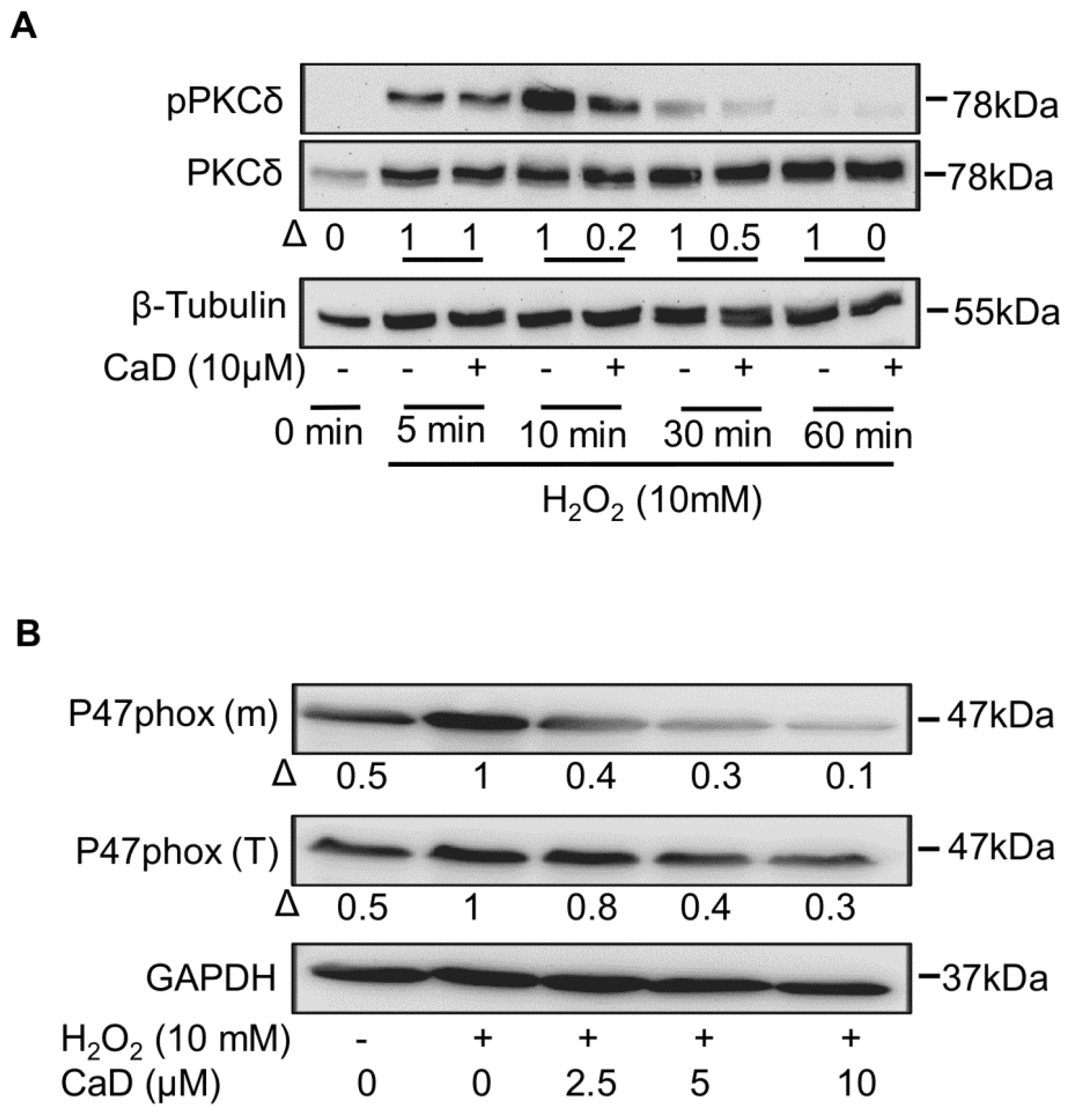 Antioxidants 10 01798 g011 Antioxidants 10 01798 g011
