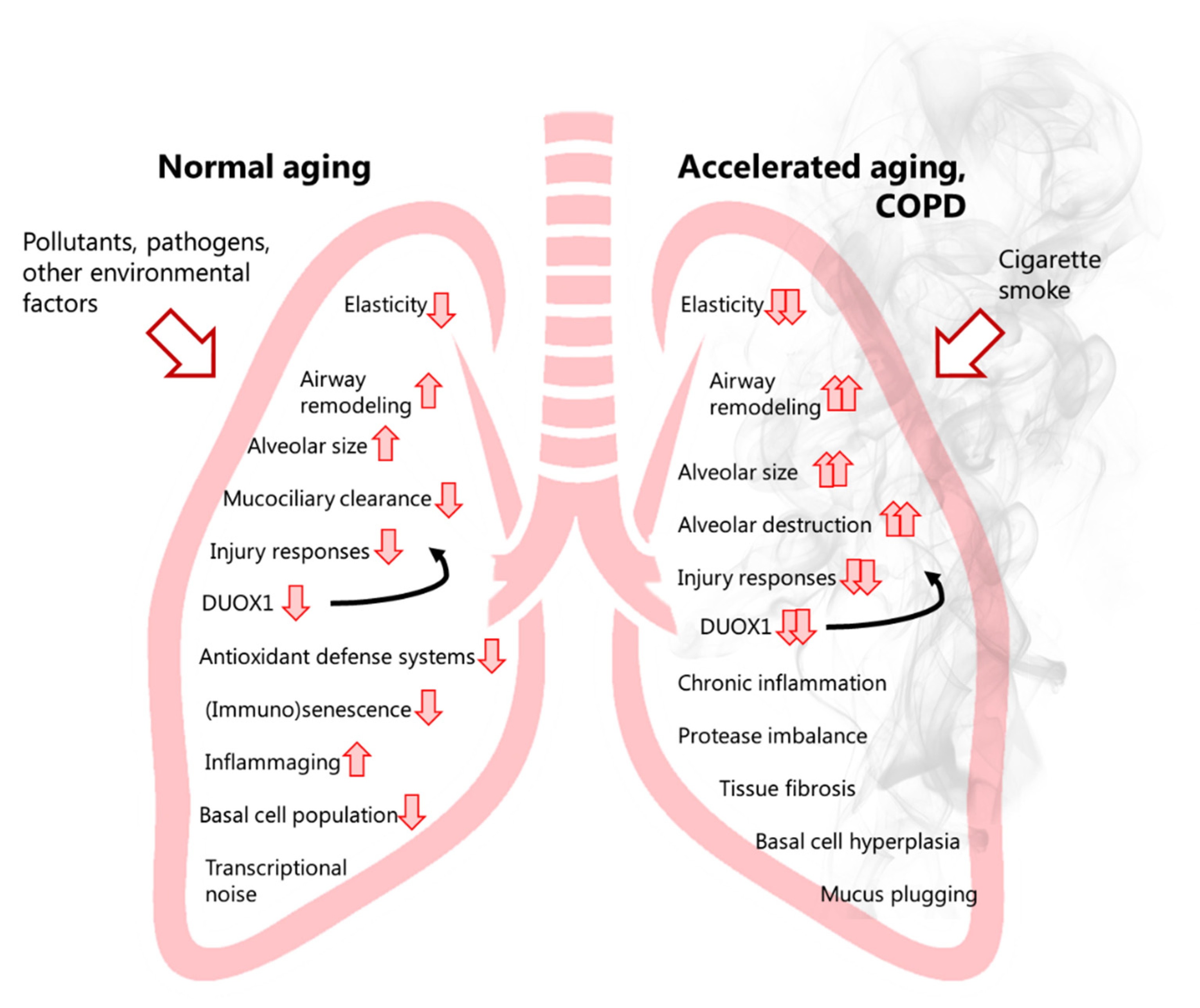 Copd Stages And Life Expectancy