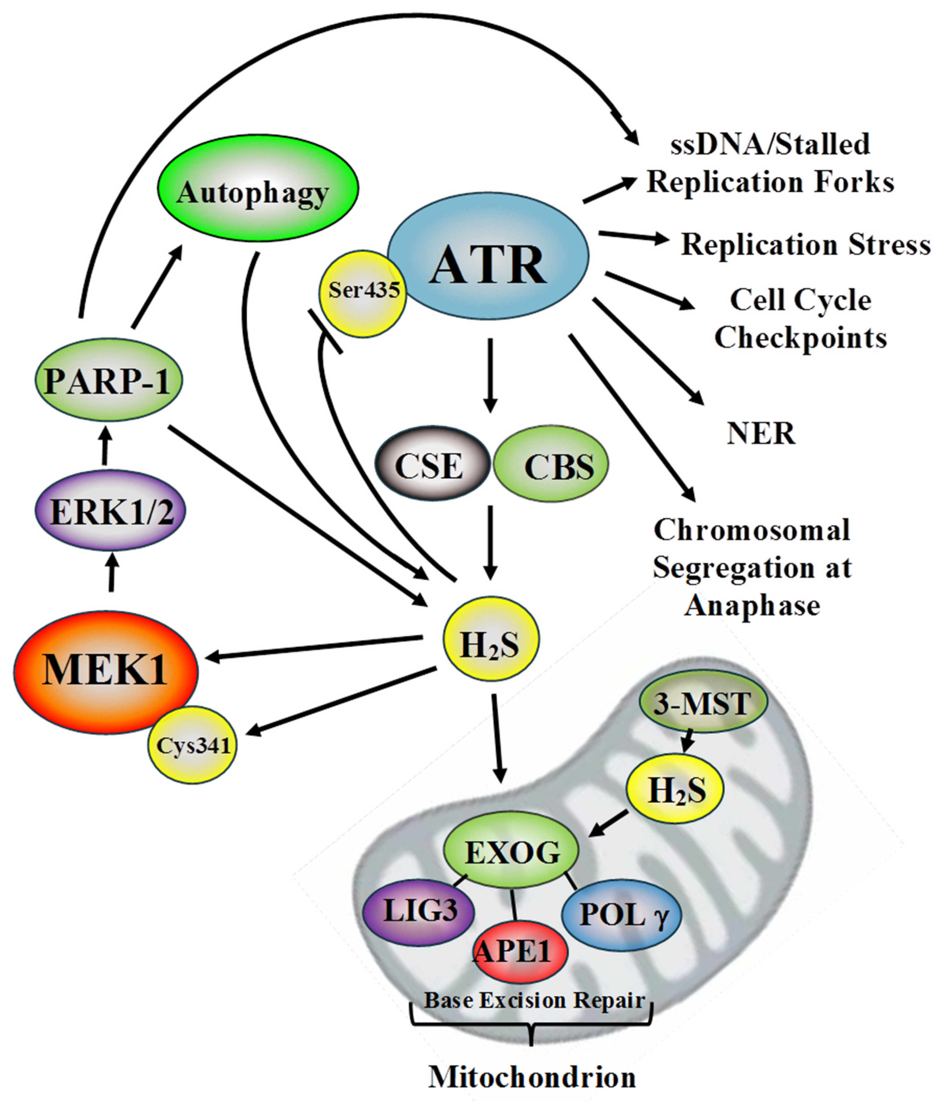 Antioxidants 10 01820 g001 550