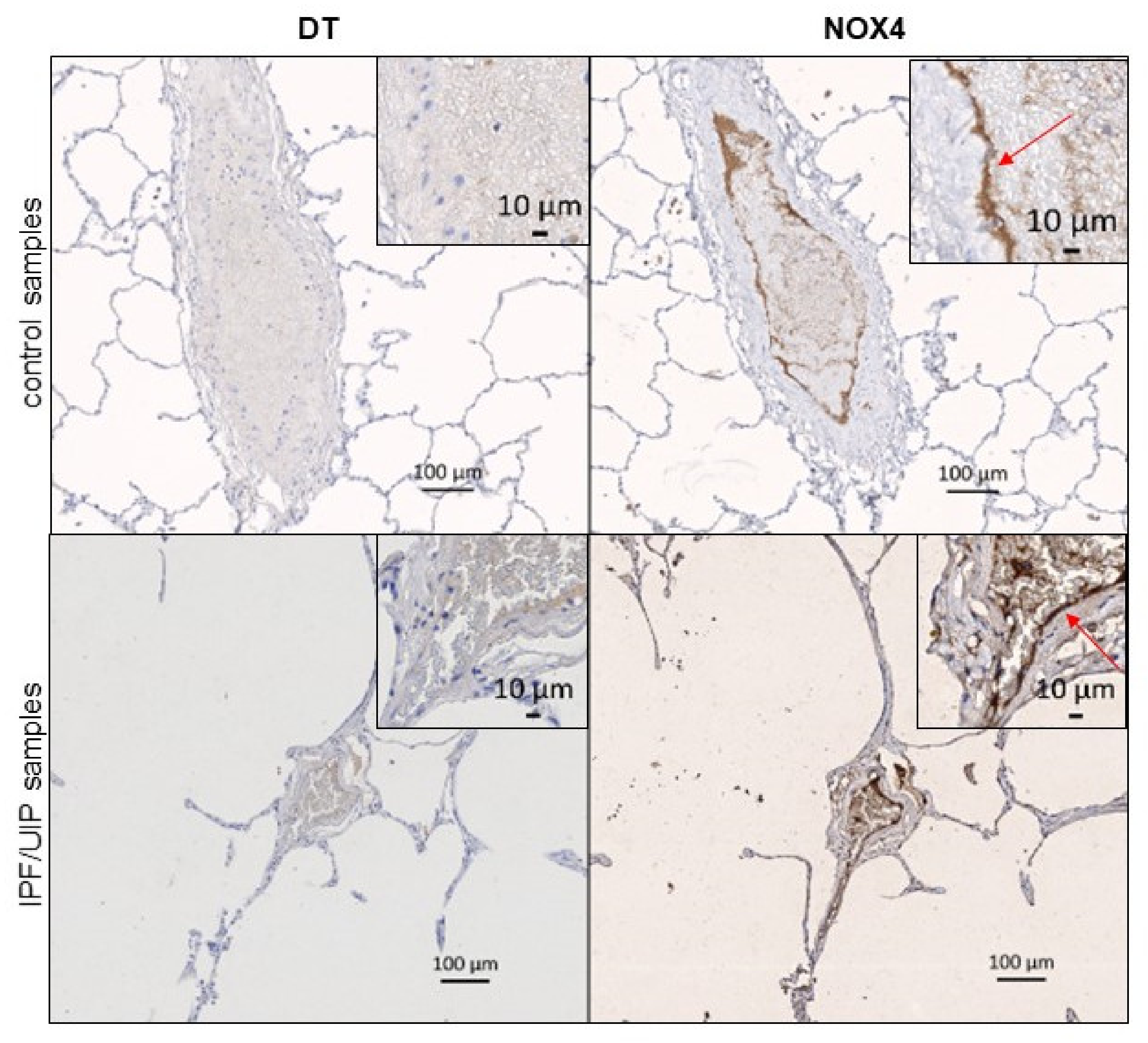 Antioxidants 10 01833 g005