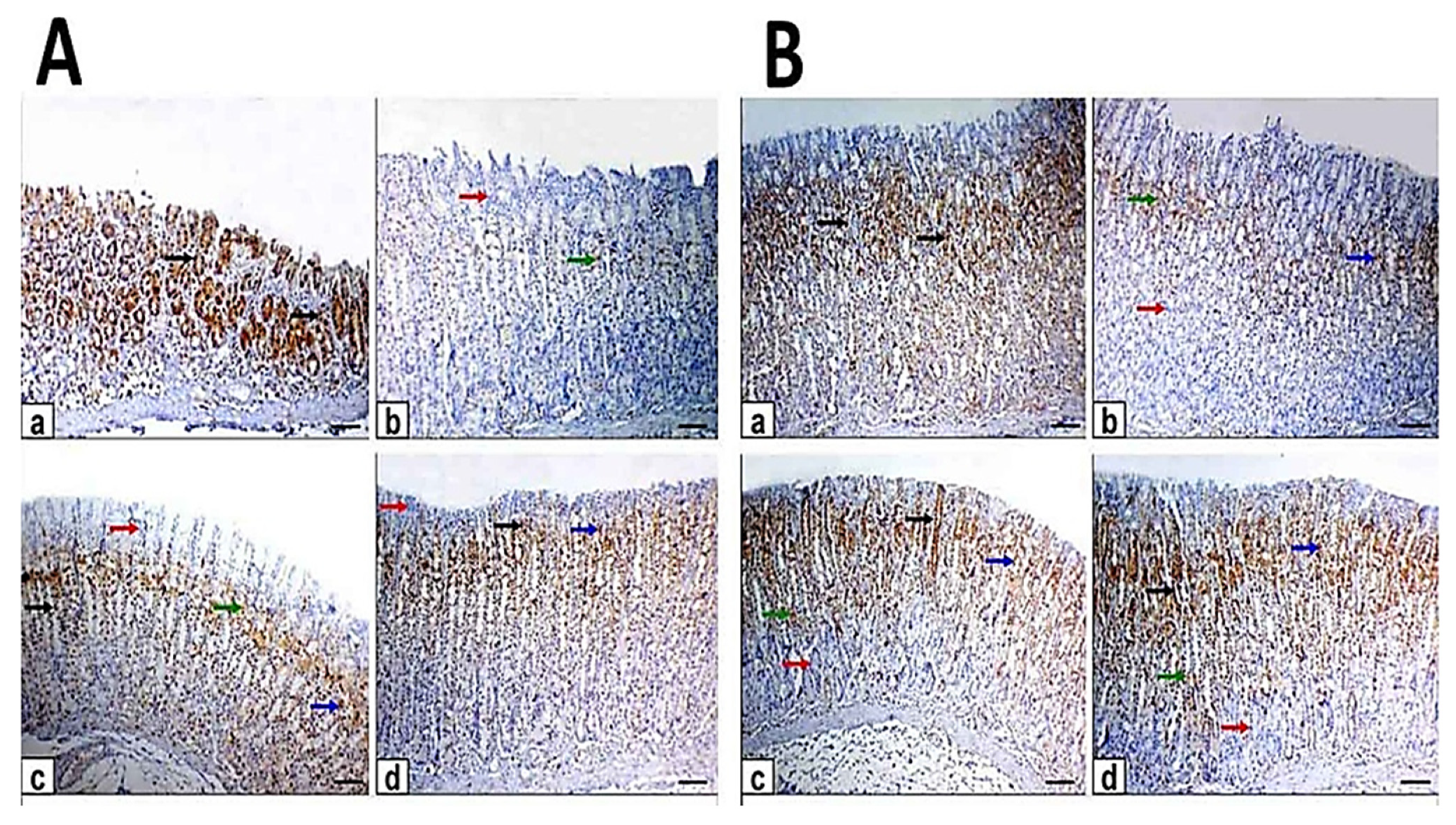 Antioxidants 10 01836 g005