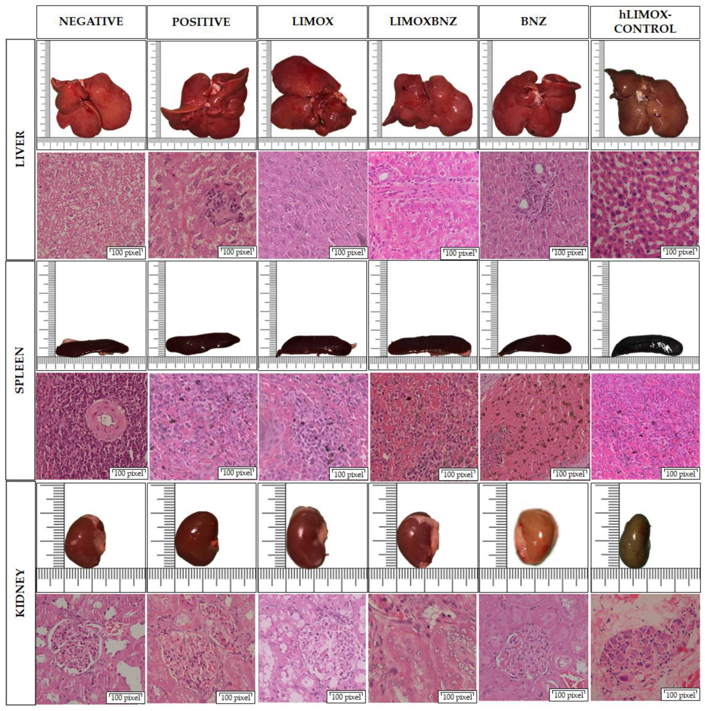 Antioxidants 10 01851 g004