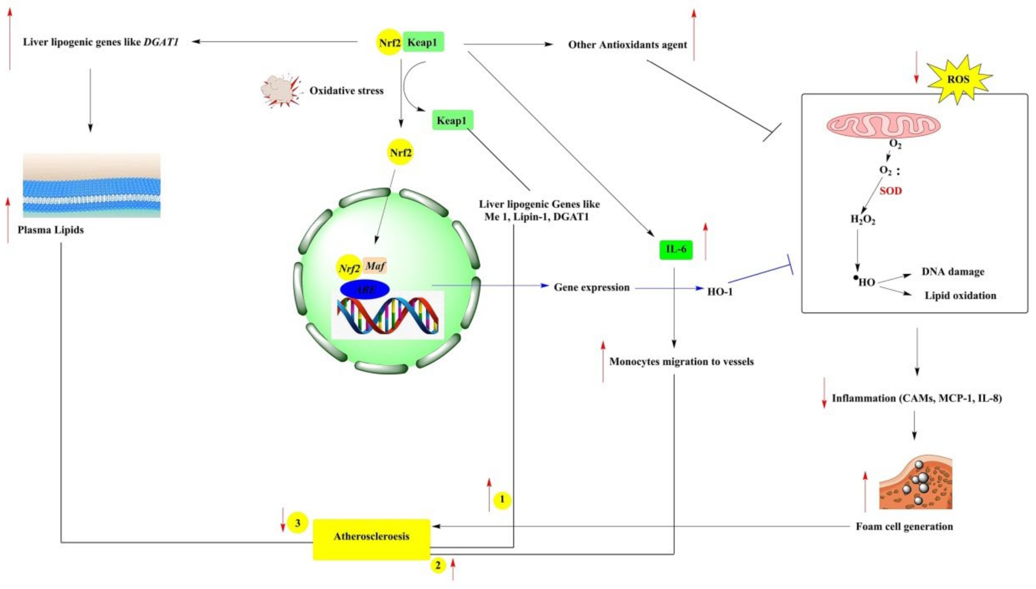 Antioxidants Free FullText Bioactive Compounds in Oxidative Stress