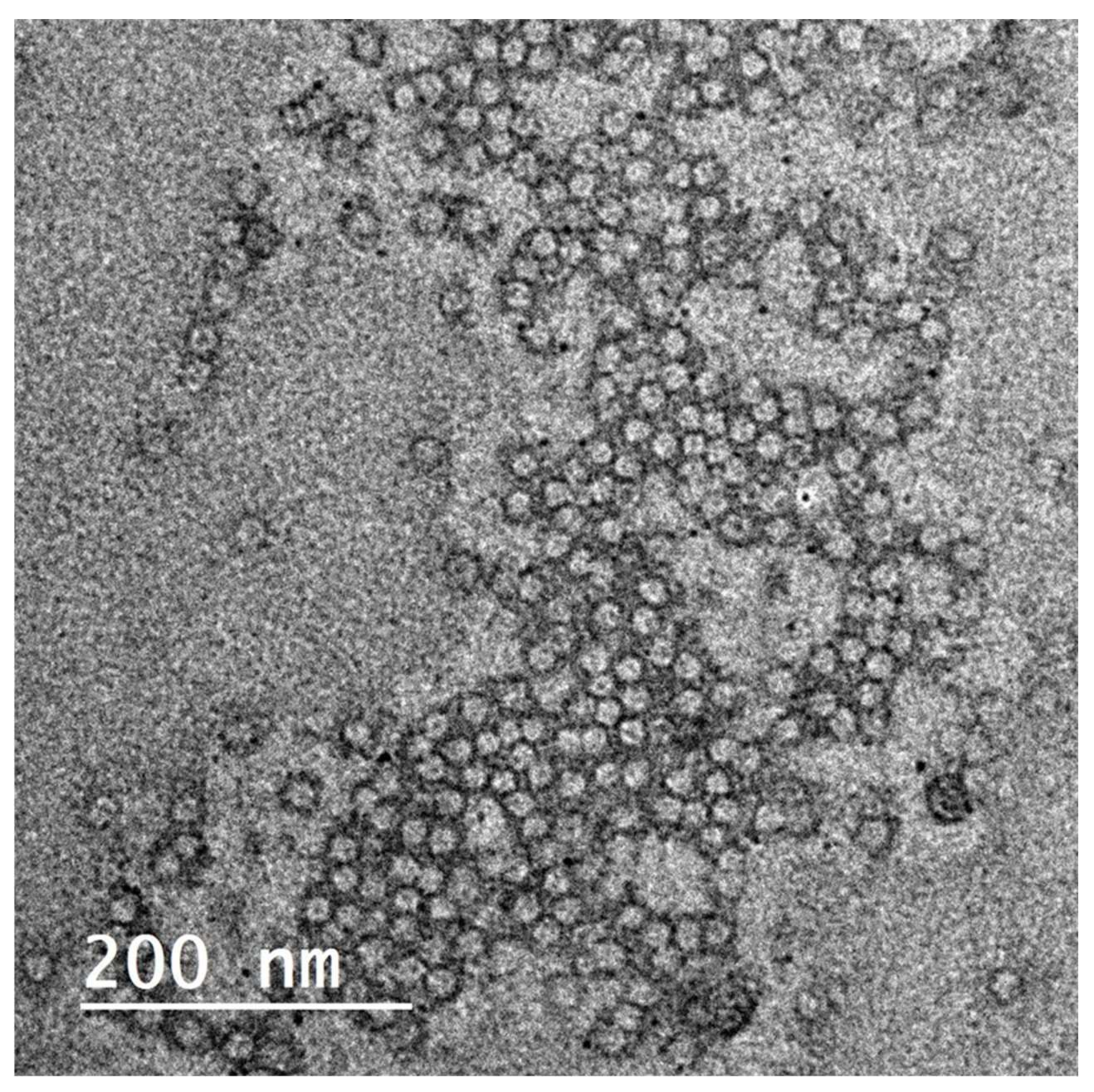 Antioxidants 10 01860 g004