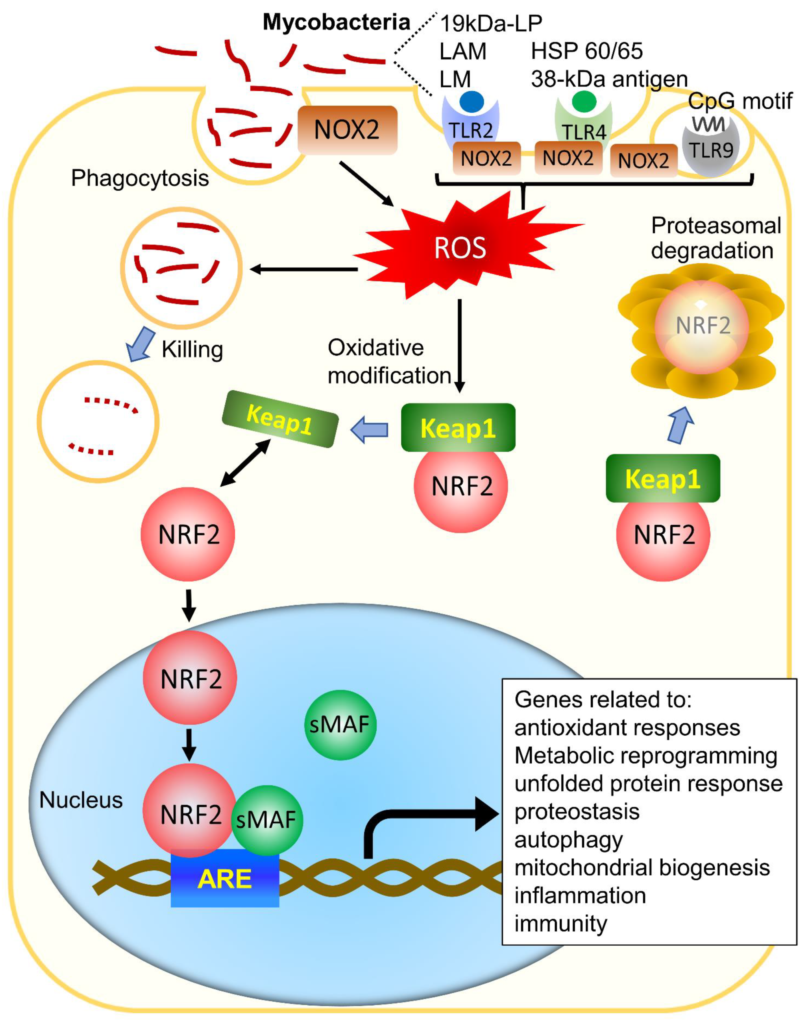 Antioxidants 10 01861 g001 Antioxidants 10 01861 g001