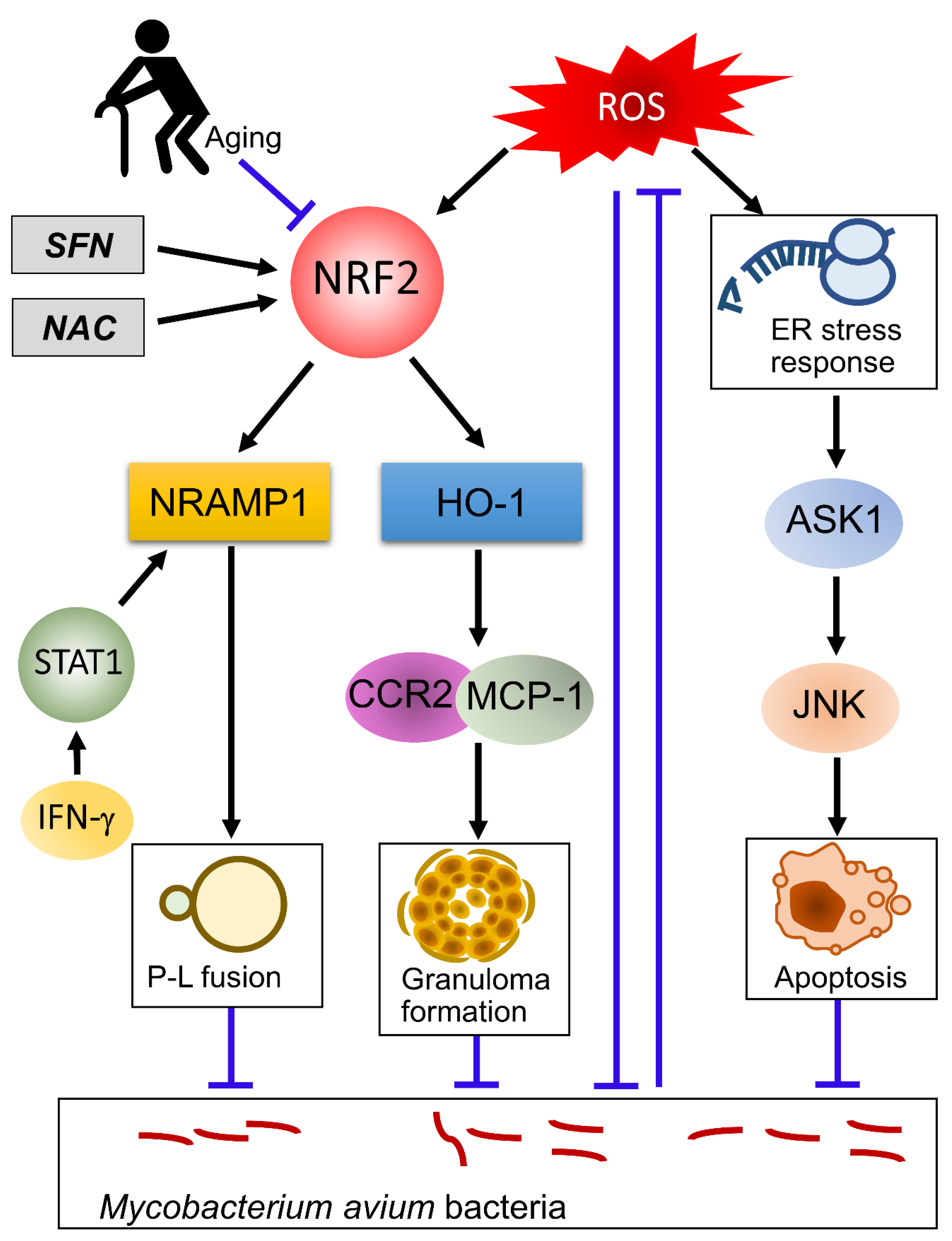 Antioxidants 10 01861 g002 Antioxidants 10 01861 g002