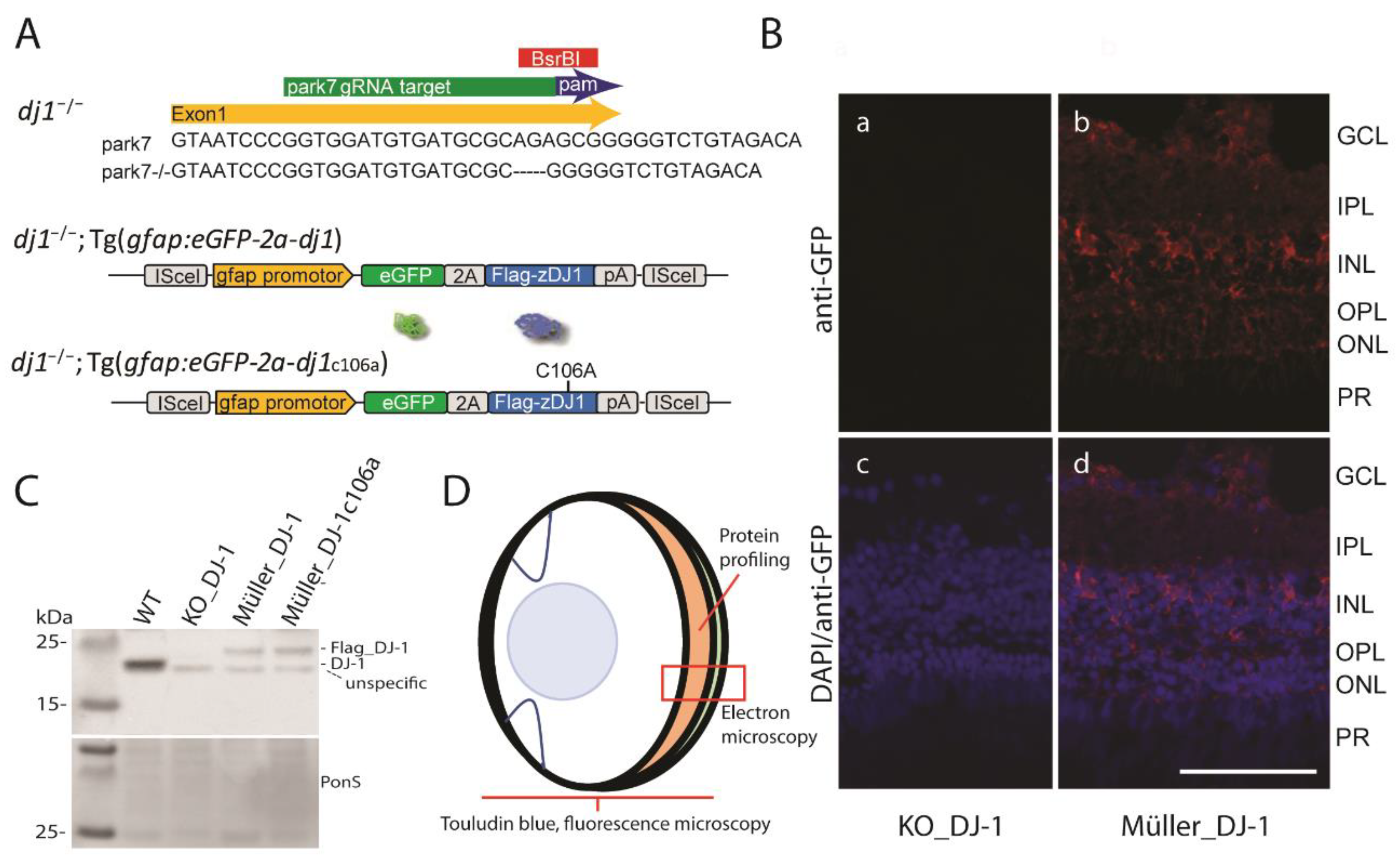 Antioxidants 10 01862 g001