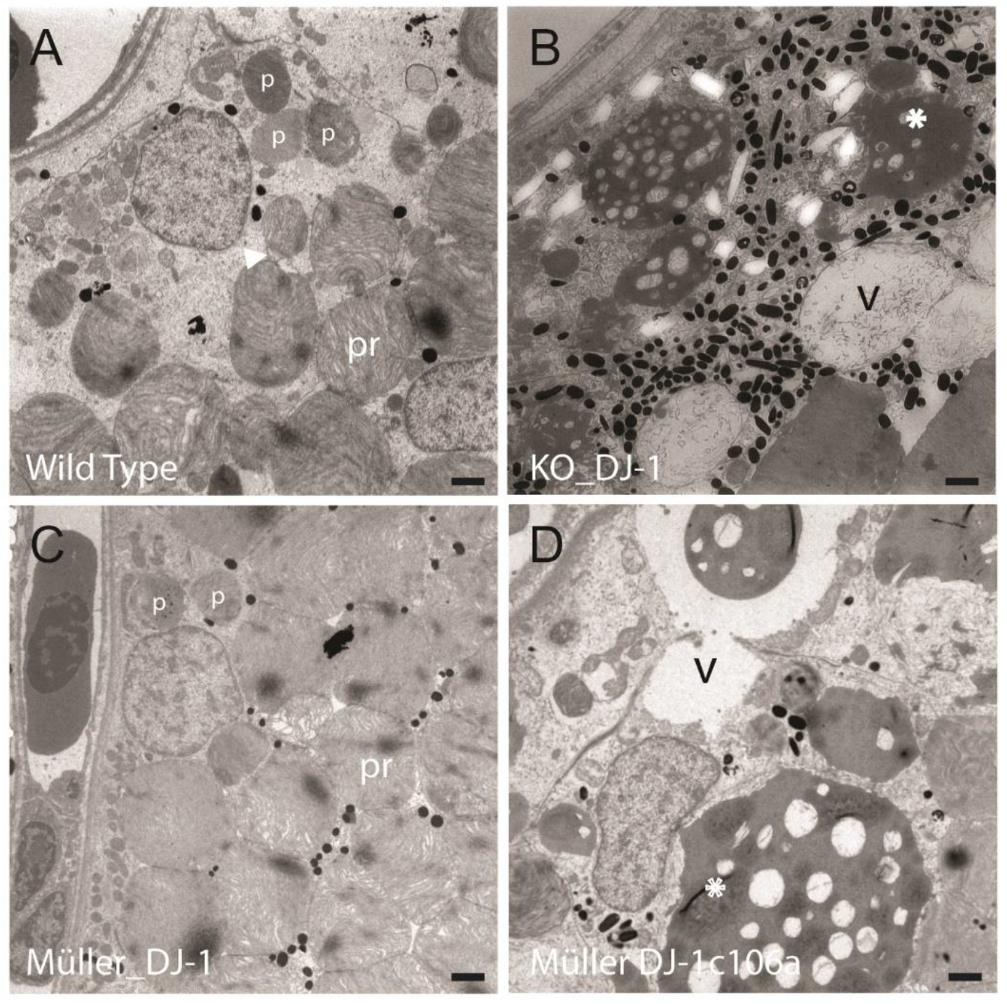 Antioxidants 10 01862 g003