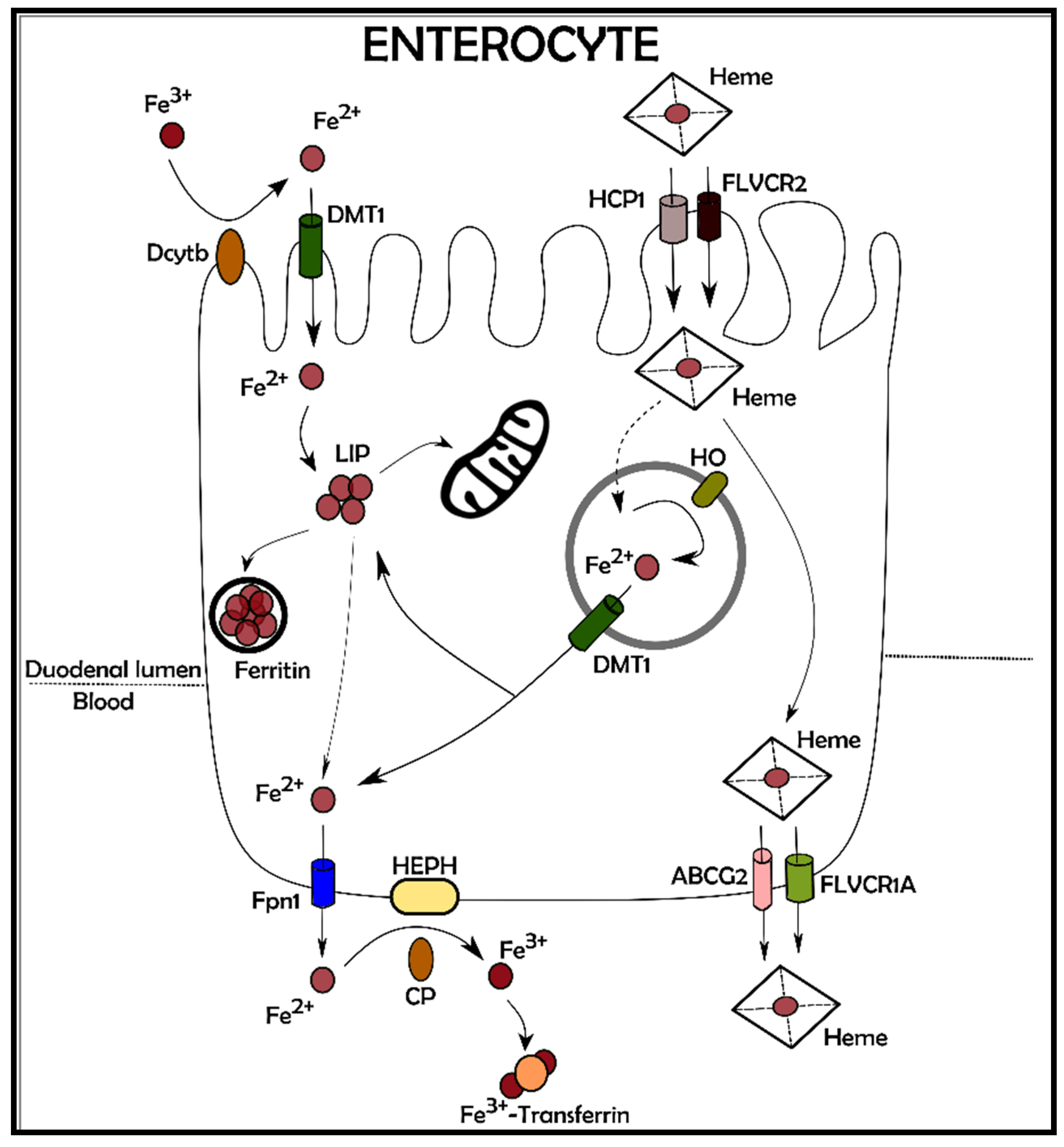 Antioxidants 10 01864 g002 Antioxidants 10 01864 g002