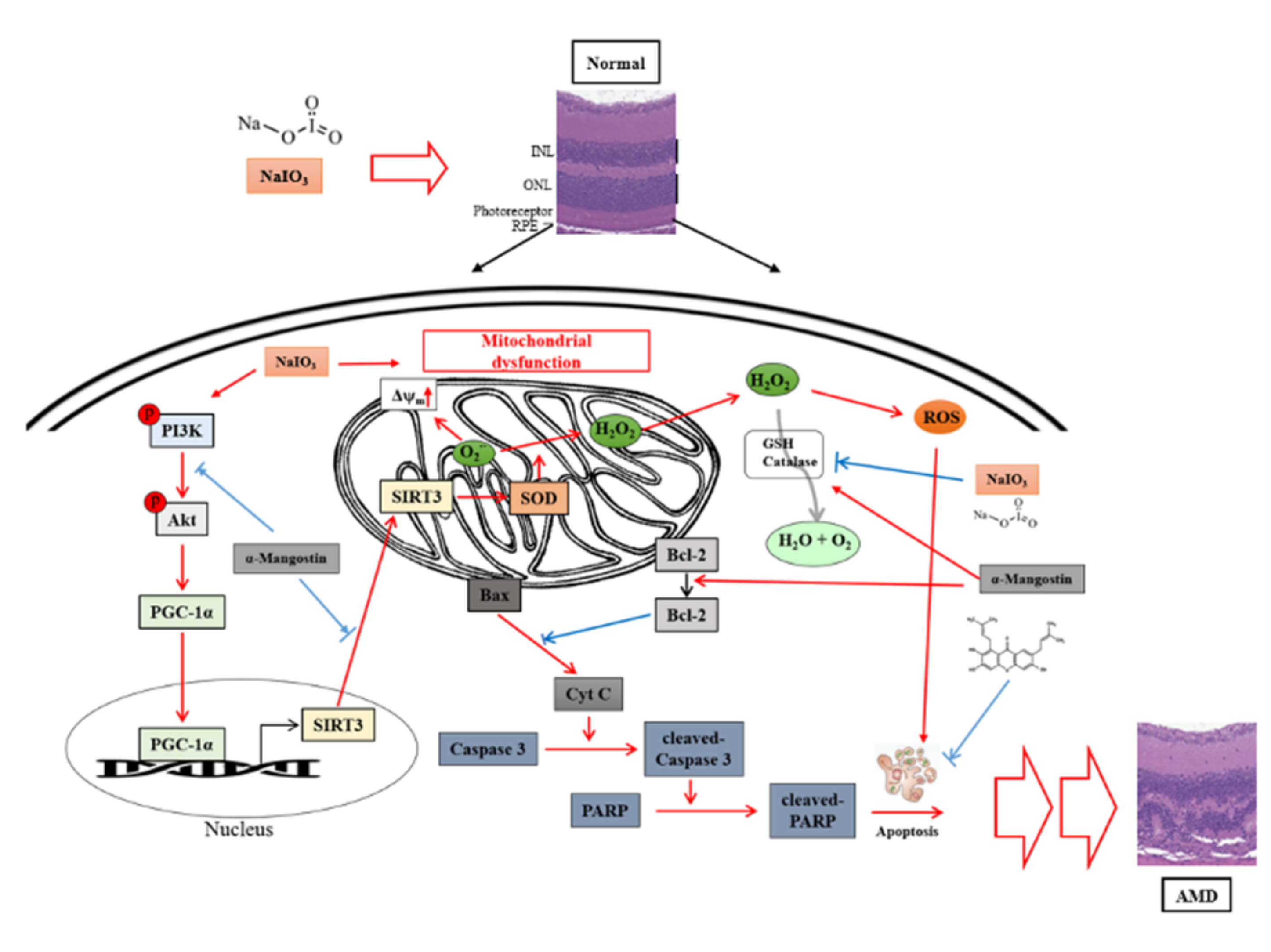 Antioxidants 10 01870 g011