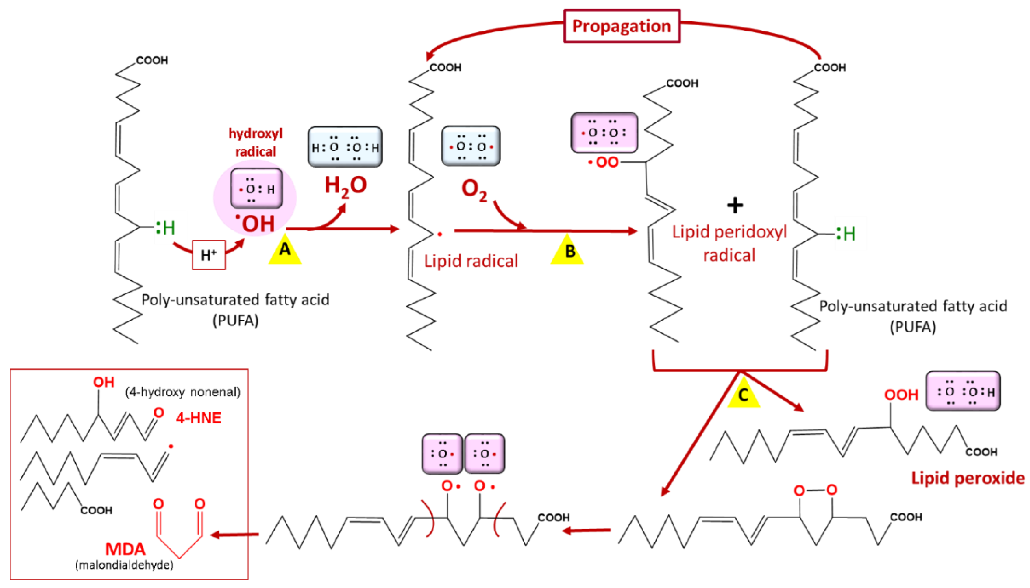 Antioxidants 10 01872 g003 Antioxidants 10 01872 g003