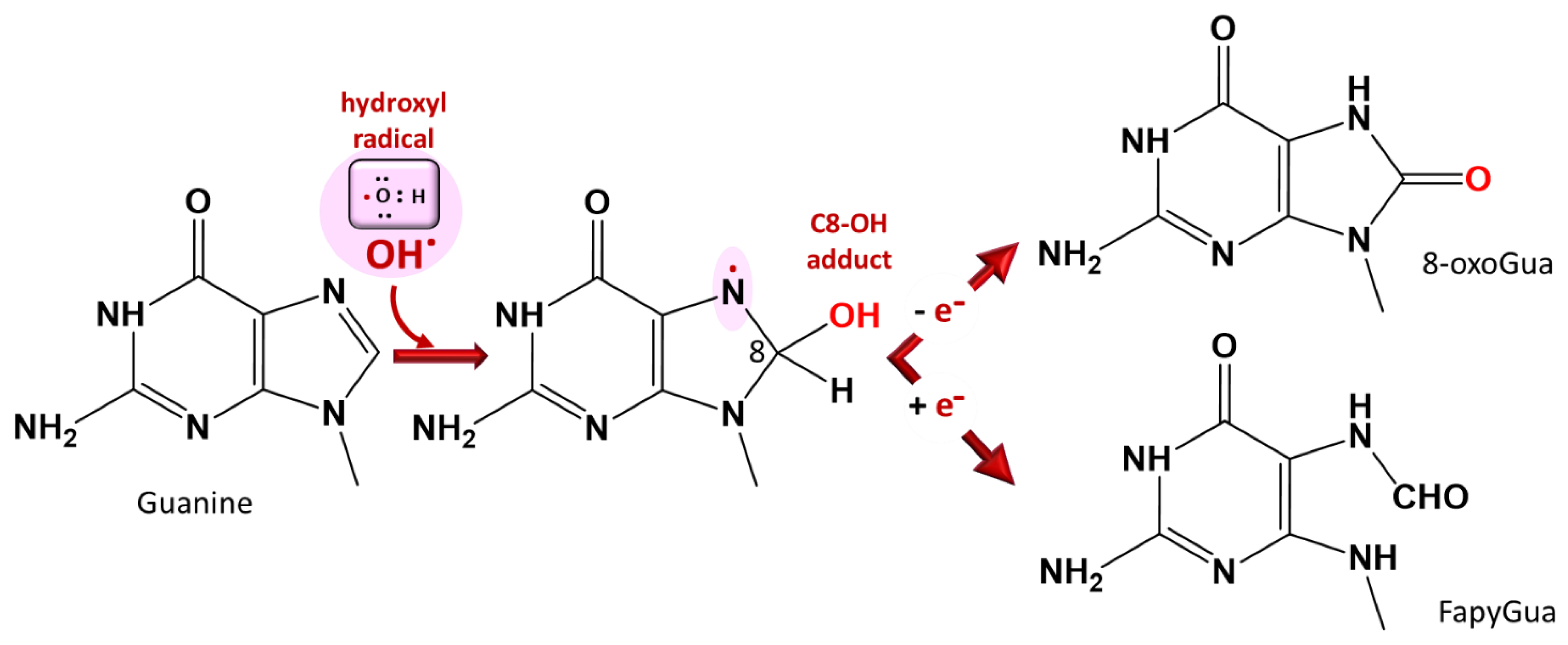 Antioxidants 10 01872 g005 Antioxidants 10 01872 g005