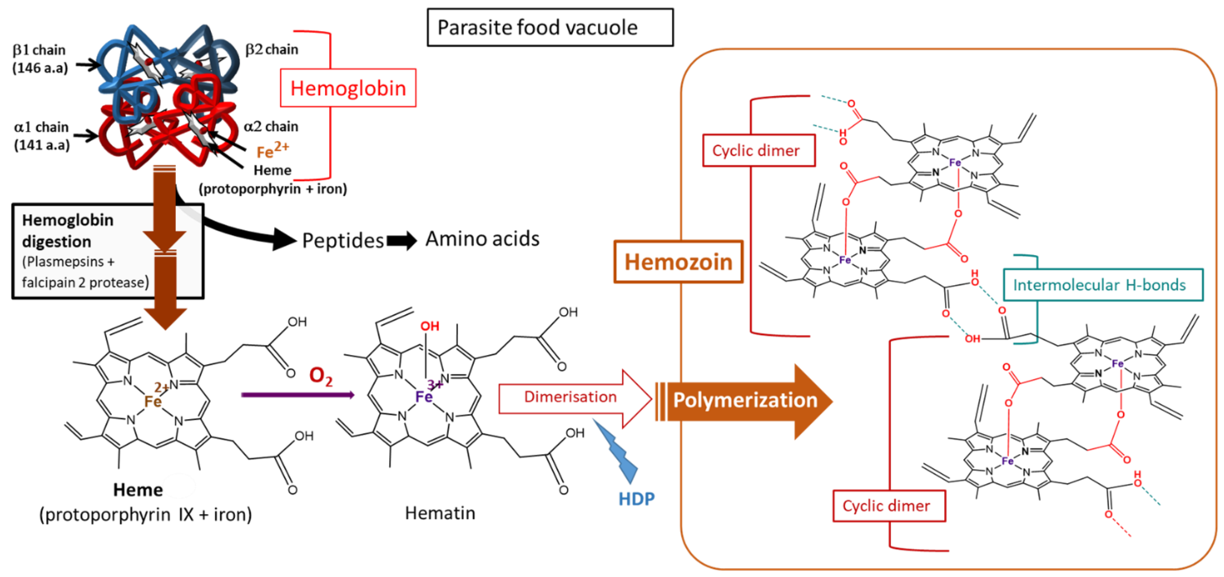 Antioxidants 10 01872 g007 Antioxidants 10 01872 g007