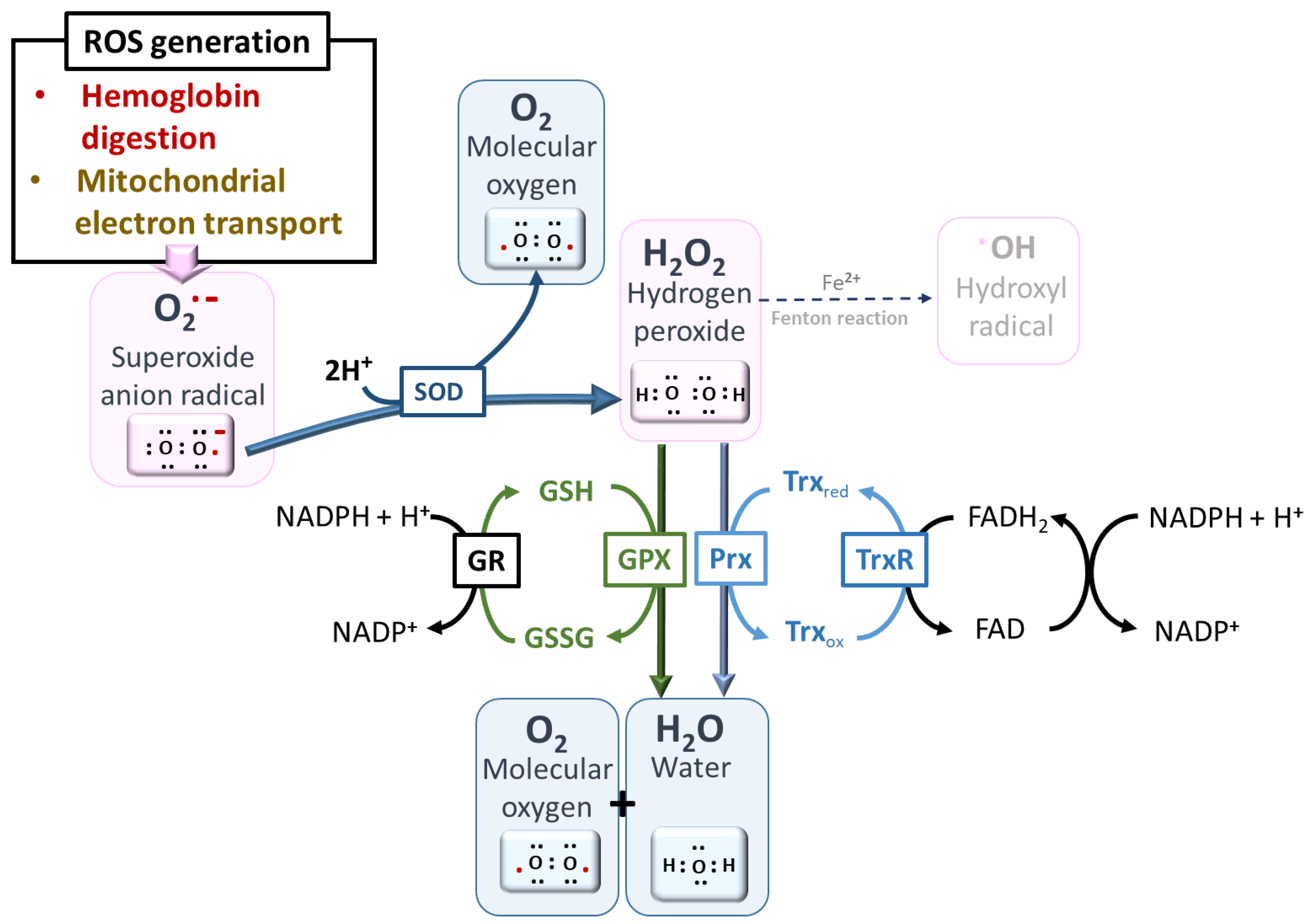 Antioxidants 10 01872 g008 Antioxidants 10 01872 g008