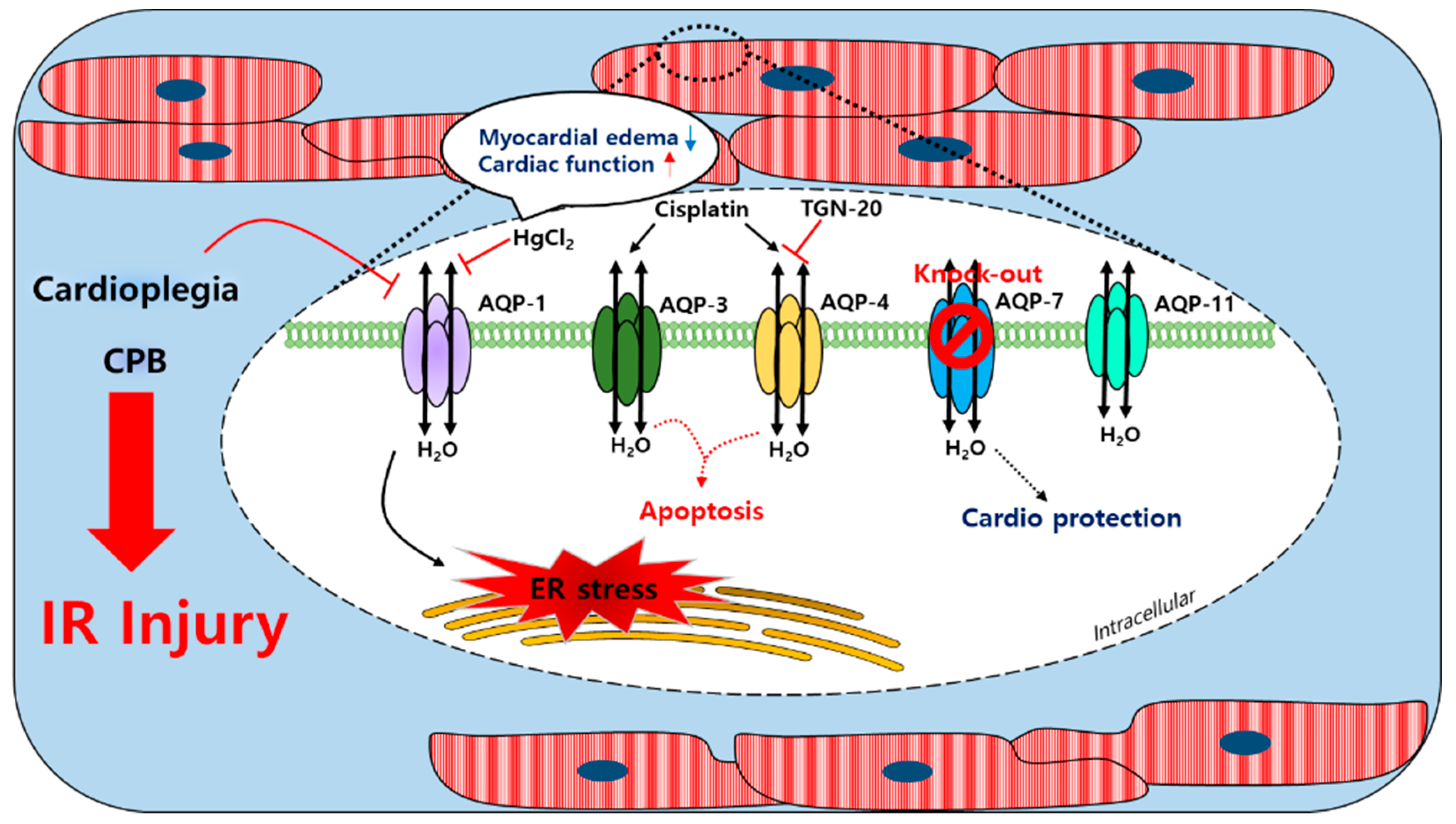 Antioxidants 10 01878 g002 Antioxidants 10 01878 g002