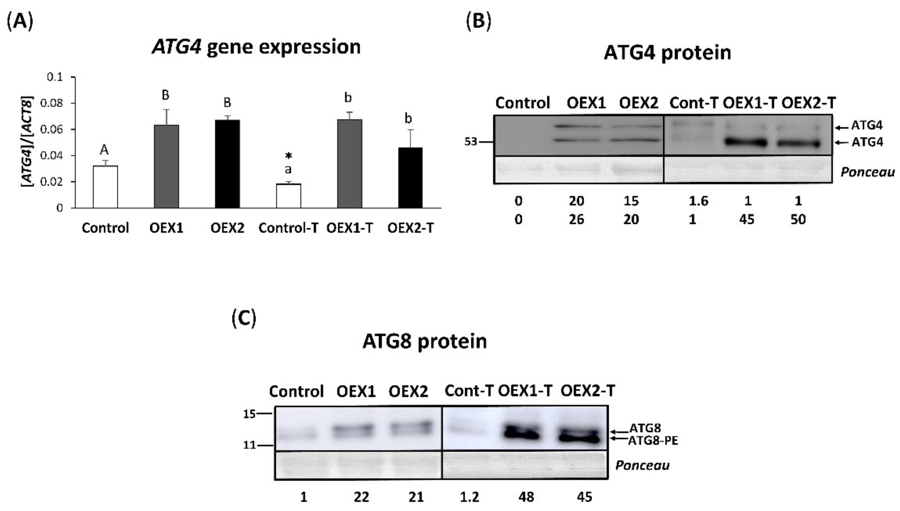 Antioxidants 10 01884 g002 550
