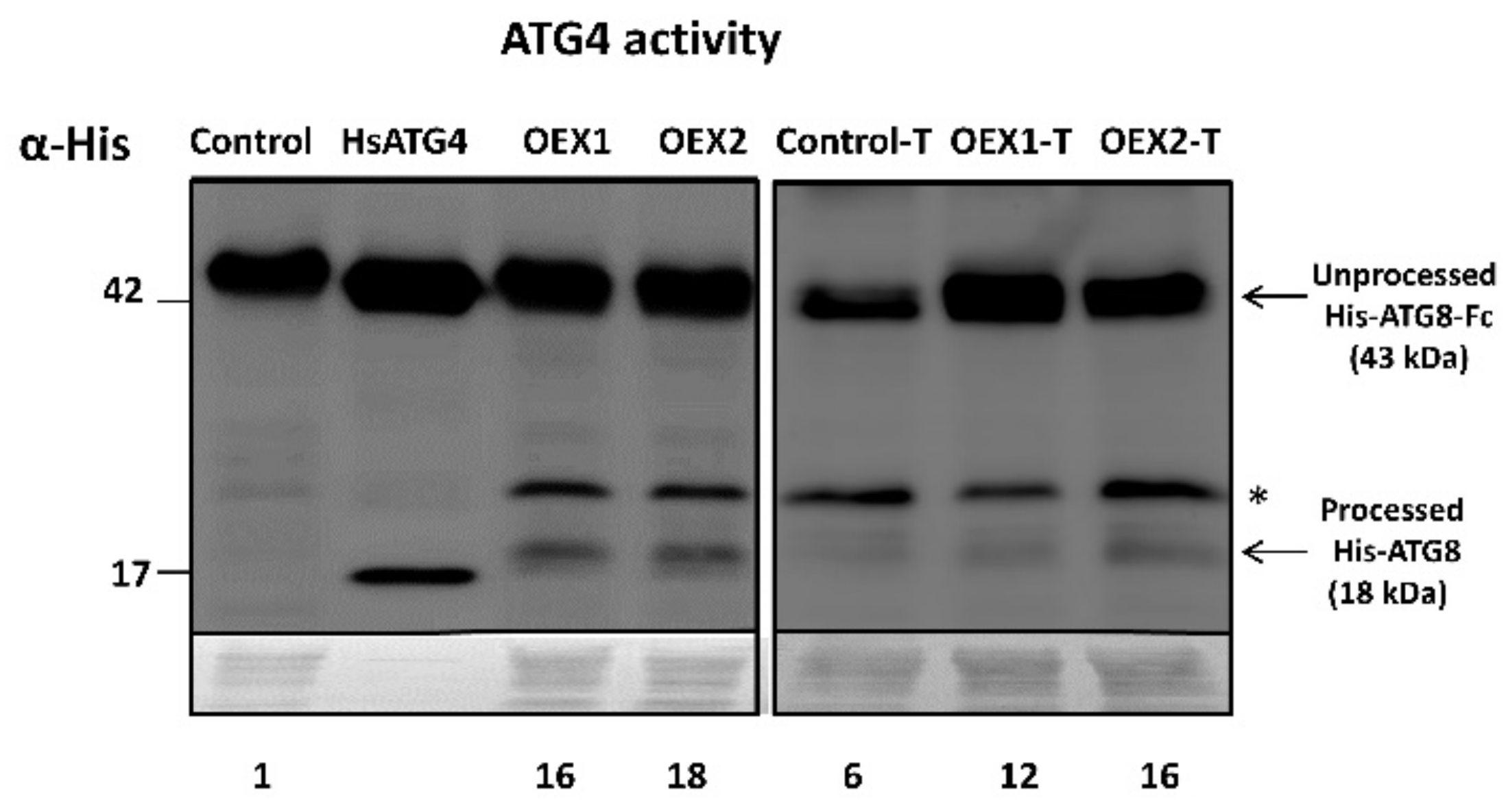 Antioxidants 10 01884 g003 550