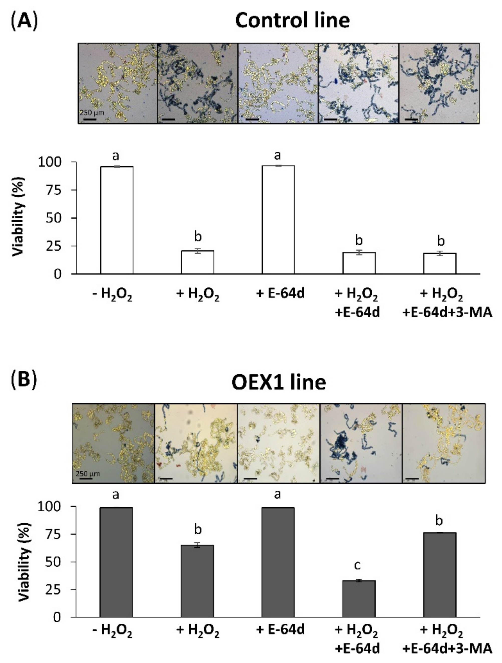 Antioxidants 10 01884 g004 550
