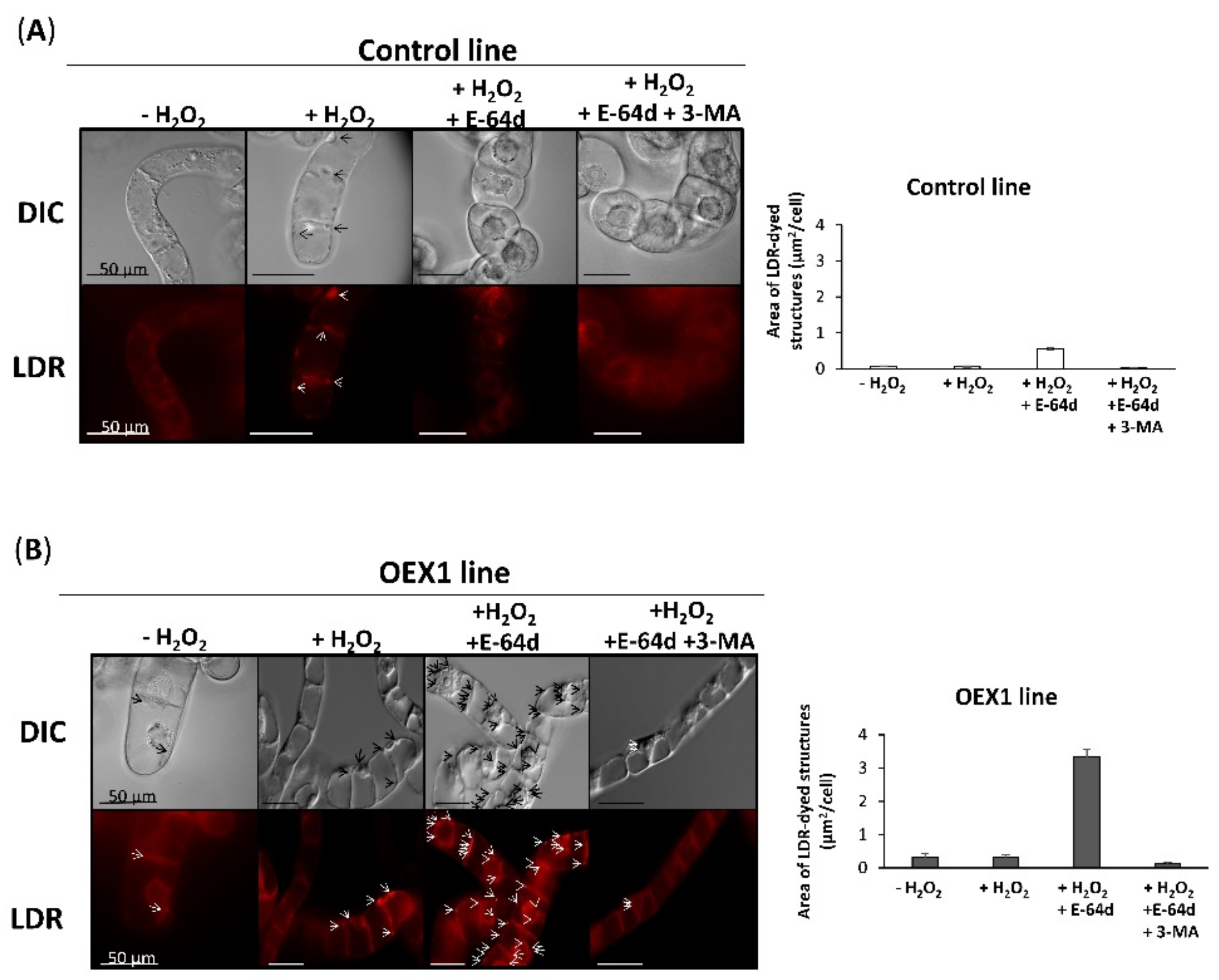 Antioxidants 10 01884 g005 550