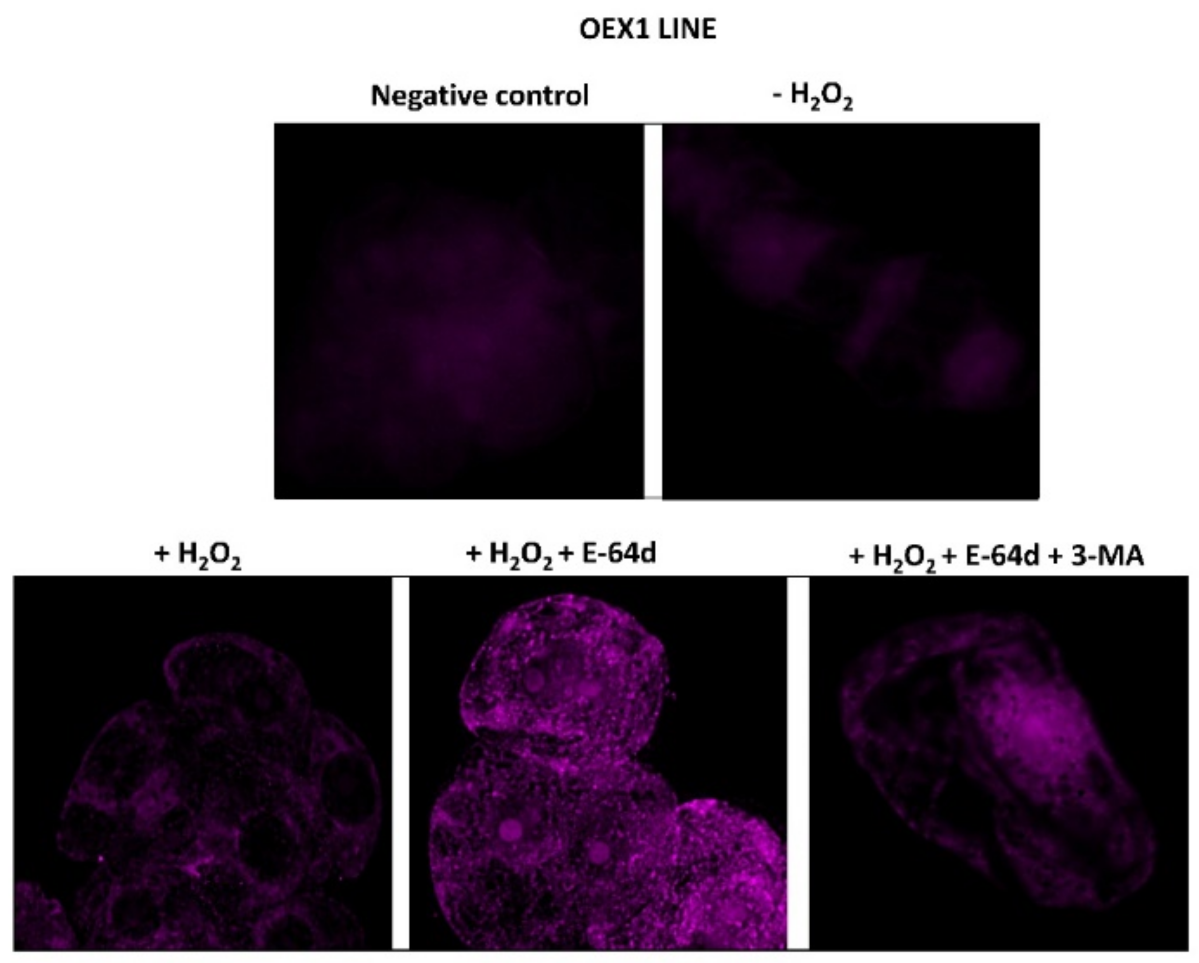 Antioxidants 10 01884 g006 550