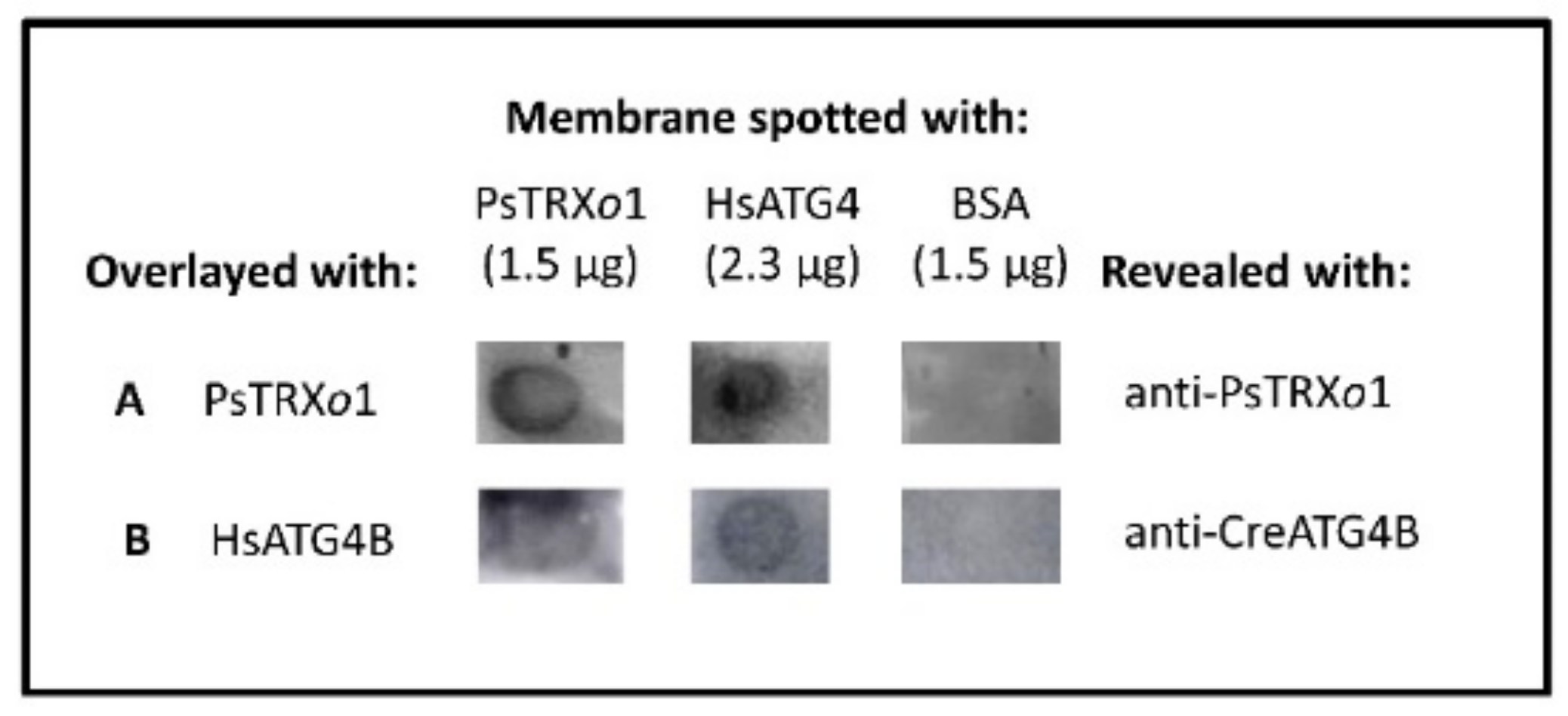 Antioxidants 10 01884 g010 550