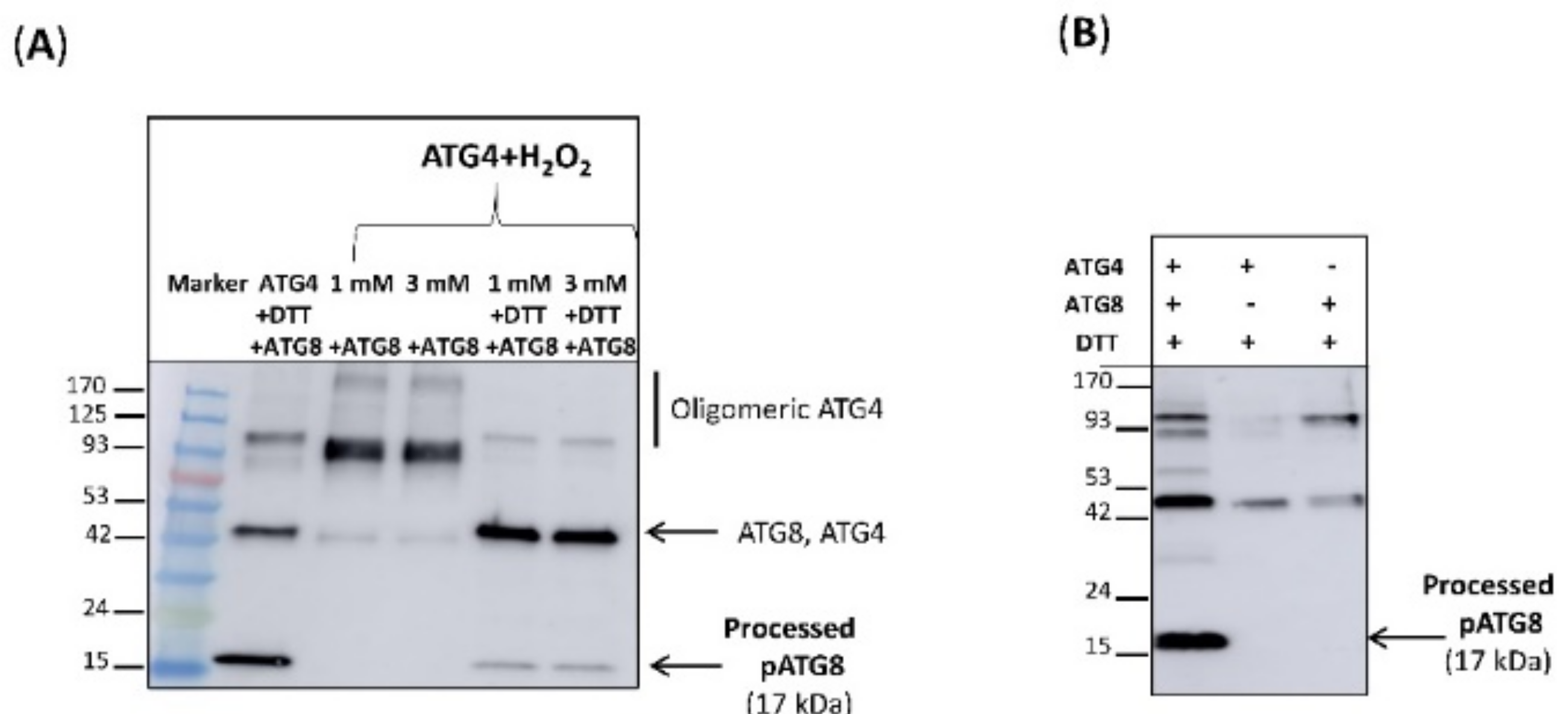 Antioxidants 10 01884 g012 550