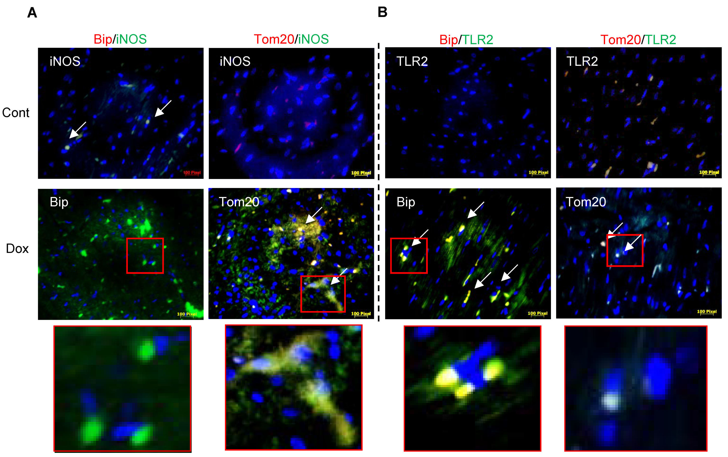 Antioxidants 10 01897 g002