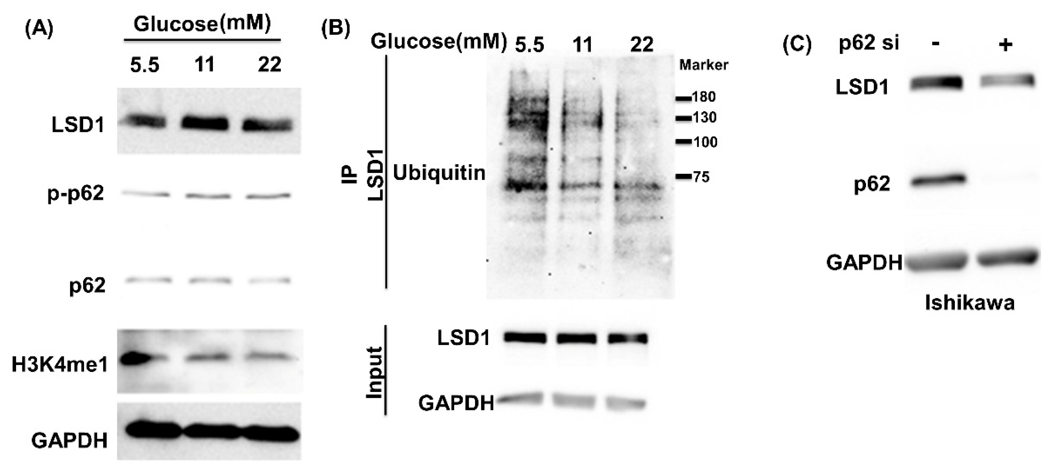 Antioxidants 10 01898 g001a Antioxidants 10 01898 g001a