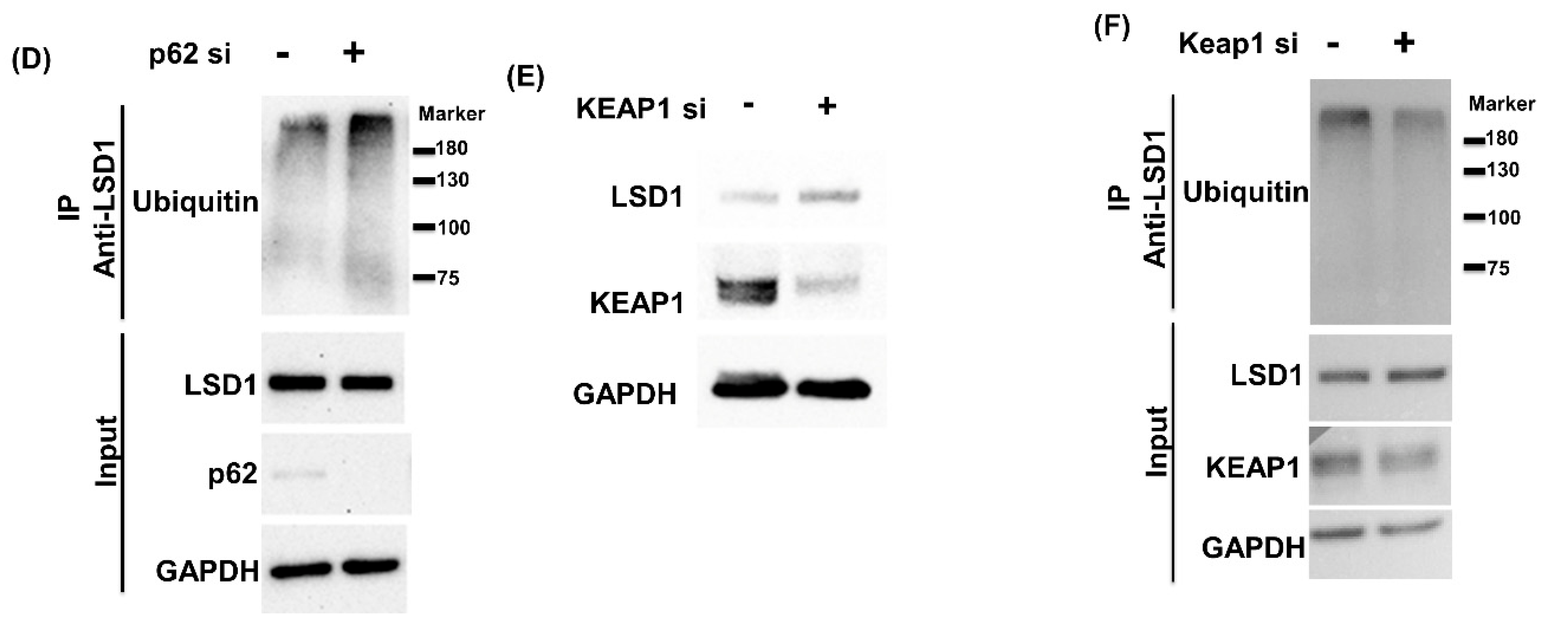 Antioxidants 10 01898 g001b Antioxidants 10 01898 g001b
