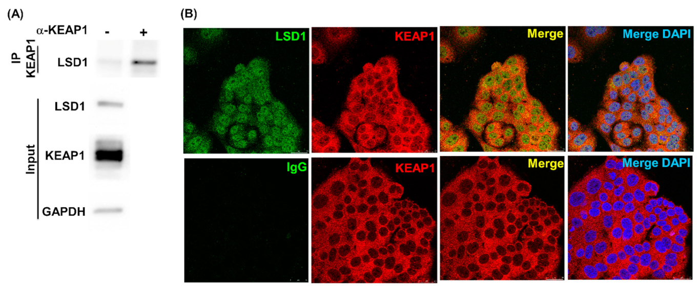 Antioxidants 10 01898 g002a Antioxidants 10 01898 g002a