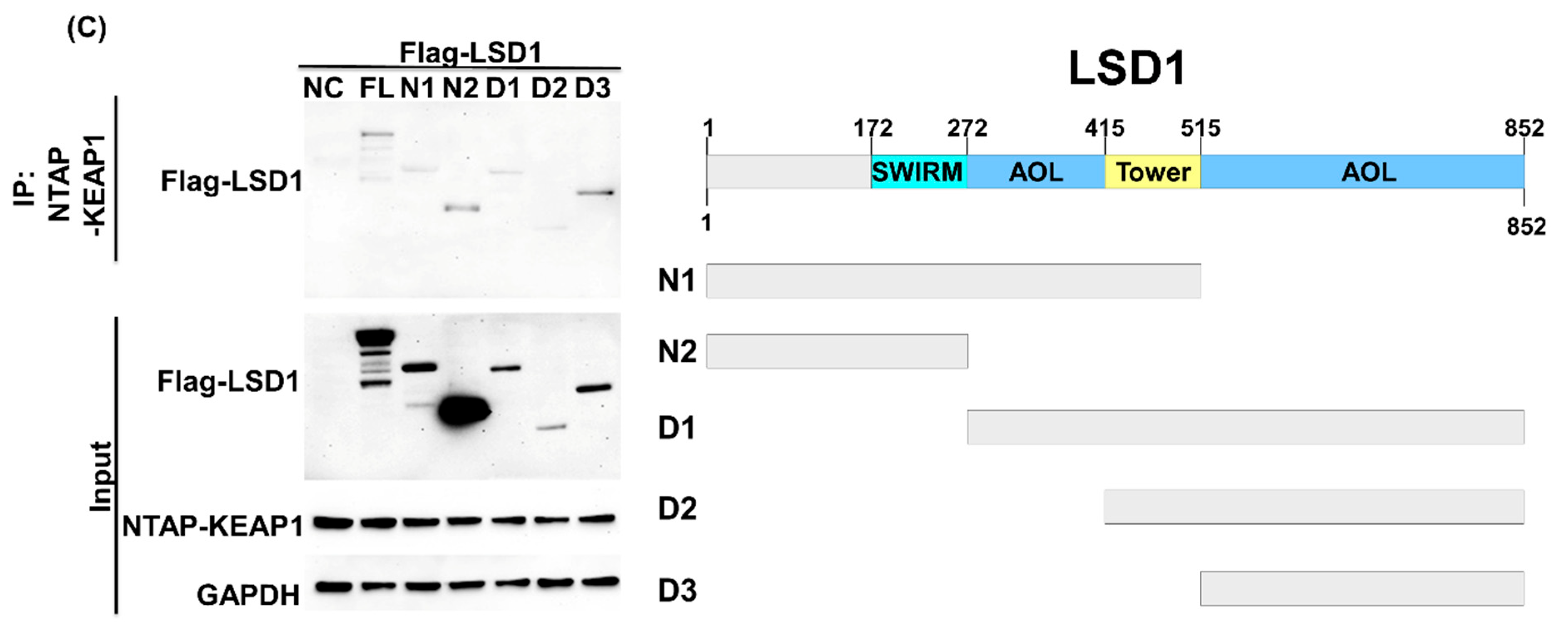 Antioxidants 10 01898 g002b Antioxidants 10 01898 g002b