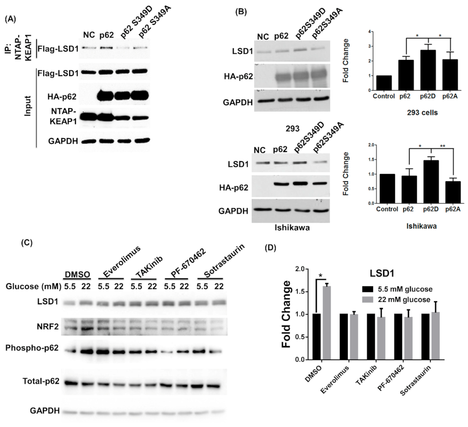 Antioxidants 10 01898 g003a Antioxidants 10 01898 g003a
